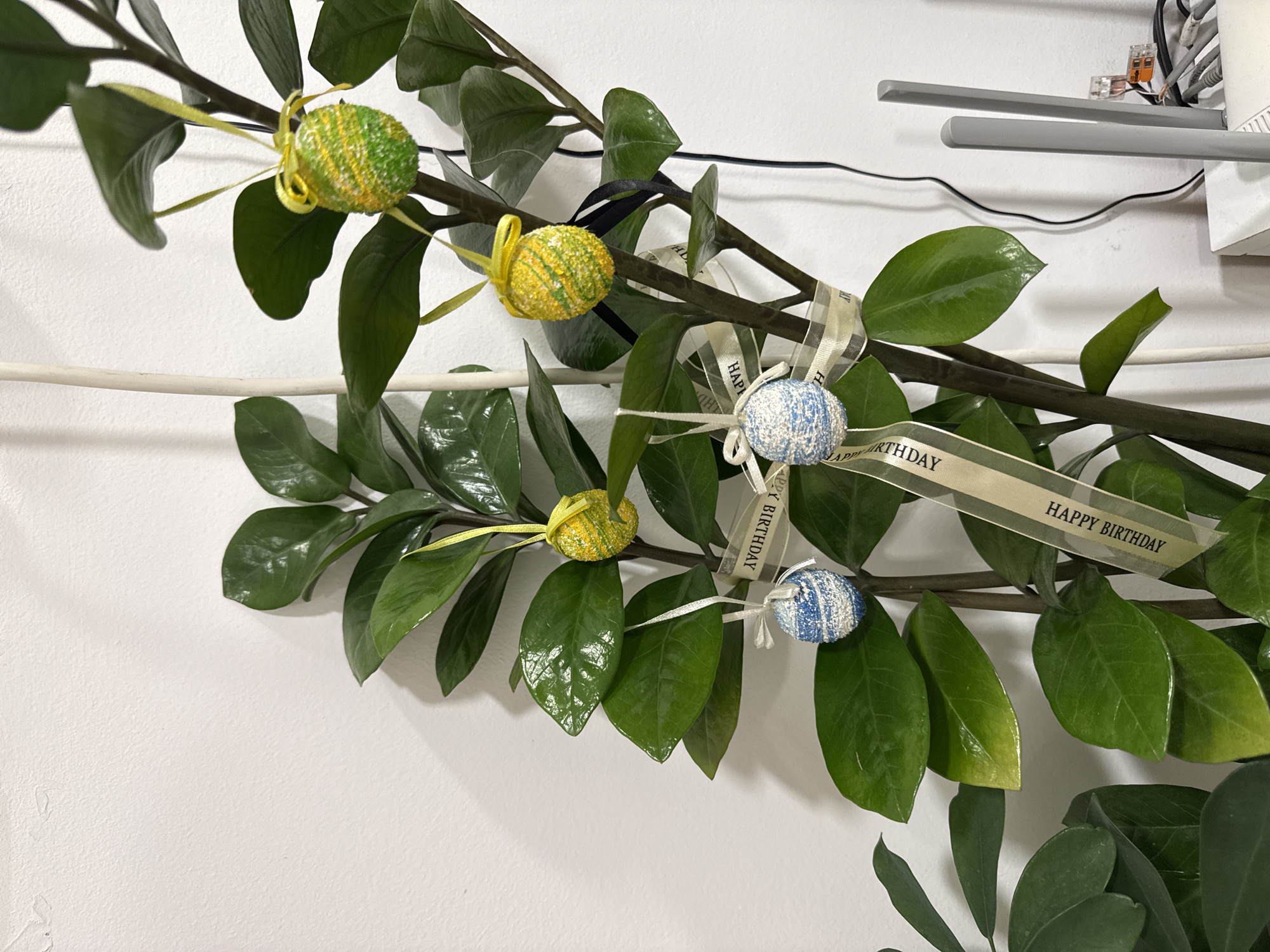 A close-up shot shows a branch of a Zamioculcas zamiifolia plant, decorated with four small, artificial, glitter-covered eggs, two yellow/green and two blue/white. The eggs are attached to the branch with ribbons; some ribbons read "HAPPY BIRTHDAY." The plant branch is against a white wall. Electrical conduits and wiring are visible at the top right corner of the frame. The location is not evident in the image. The city of Varna, Bulgaria, cannot be determined.