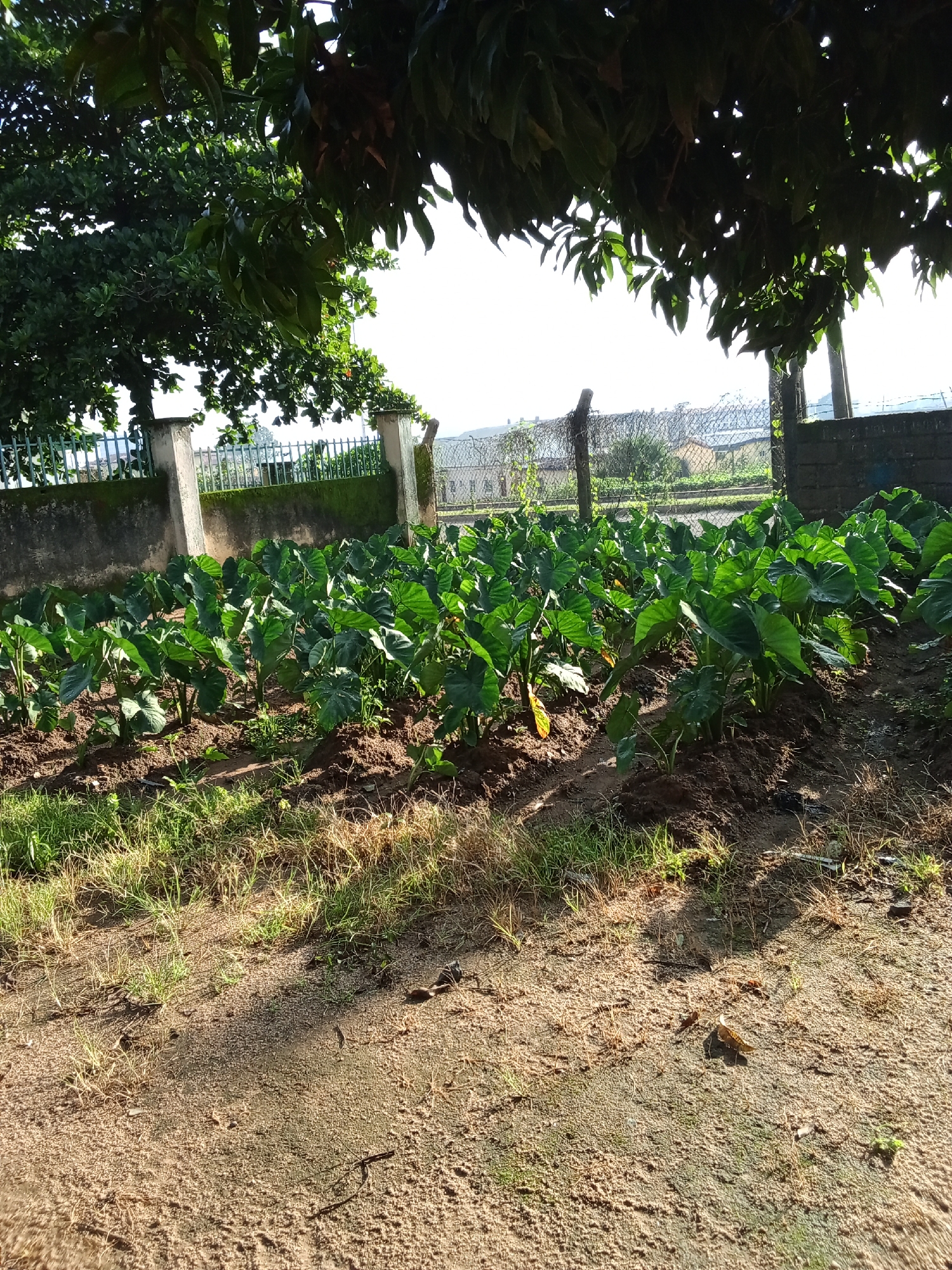 The image depicts a row of taro plants in an outdoor agricultural setting. The plants have large, green, heart-shaped leaves and are growing in dark soil. The foreground is a dusty, dirt path with sparse, dry grass. In the background, a concrete wall with a metal fence runs horizontally, with posts supporting it. Beyond the fence, there are buildings and more vegetation visible under a bright sky. The scene suggests a rural or semi-urban area. The location is identified as Jos, Nigeria.