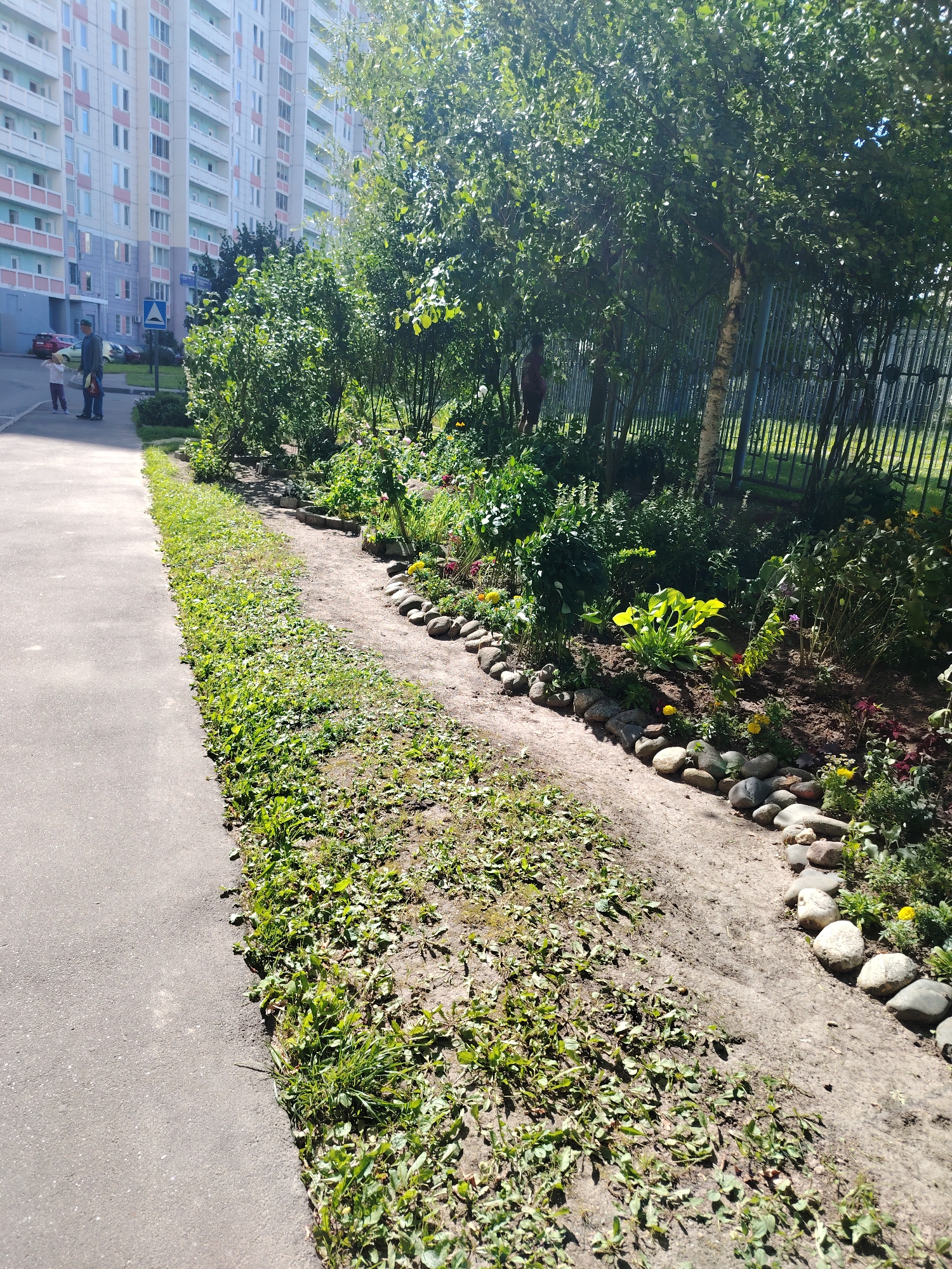 A sunny, daytime, medium-shot image captures a residential area in Zelenograd, Russia, with a focus on a landscaped area bordering a sidewalk. On the left, a gray asphalt sidewalk runs parallel to a narrow strip of green grass and weeds. Beyond the grass, a curved, unpaved path is lined with smooth, gray river stones. This path leads into a densely planted garden bed with various green plants, including large-leafed hostas and smaller flowering plants with yellow and pink blooms. A tall, light-colored residential building with many balconies and windows dominates the background on the left. A dark metal fence runs along the right side of the garden bed, behind which more greenery is visible. In the middle ground, near the building and sidewalk, two figures are walking: an adult wearing a green cap and dark clothing, holding a bag, and a child in a light-colored shirt and pink pants. A red car is parked near the building. The scene is brightly lit by sunlight, casting shadows and highlighting the textures of the plants, stones, and pavement.