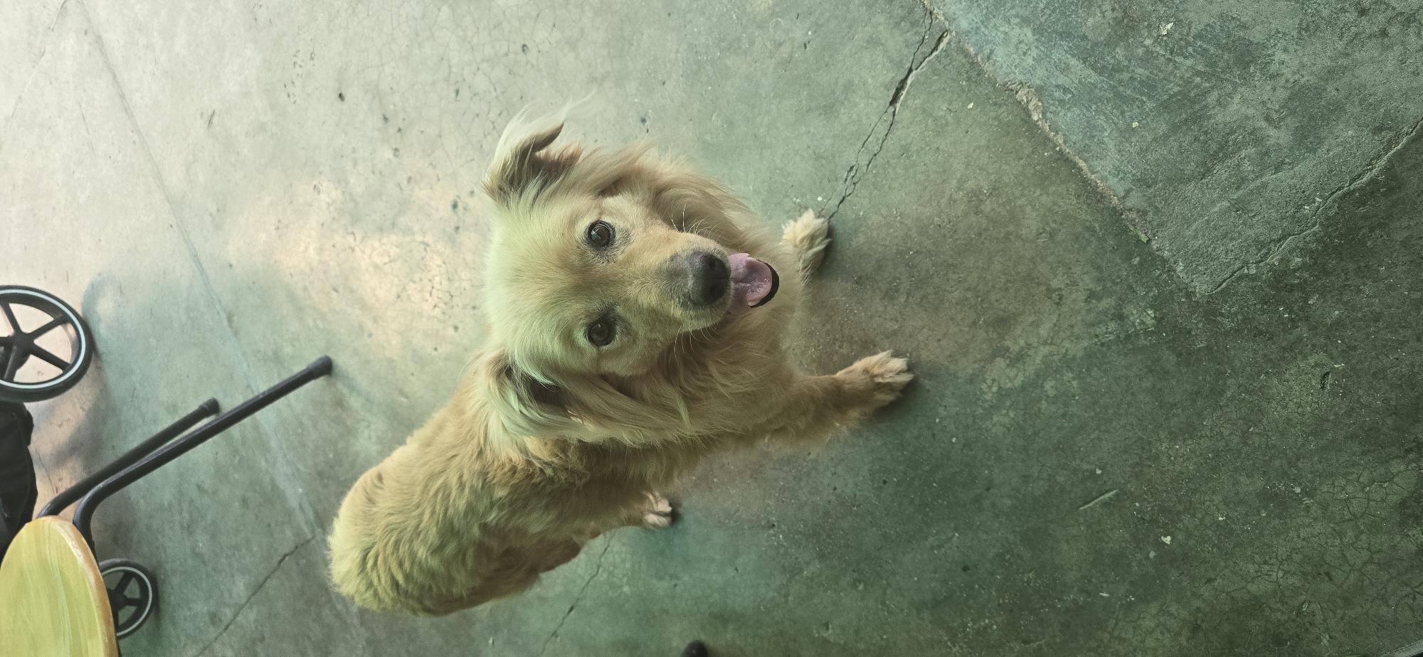 A light brown or blonde-furred dog with shaggy hair is the central subject of this overhead shot, looking directly up at the camera. Its tongue is slightly out, and its eyes are bright and attentive. The dog is positioned on a cracked concrete surface that varies in tone from light grey to a darker, greenish-grey, indicating an outdoor or utilitarian indoor setting. To the left of the dog, partial elements of a wheeled object are visible, including a black wheel with a white rim, black metal handles, and a curved wooden component, suggesting a baby stroller or a small cart. The natural lighting indicates it is daytime, possibly overcast, given the lack of harsh shadows. The overall scene conveys a candid moment with a friendly dog in an outdoor area of Govedare, Bulgaria. No text is visible in the image.
