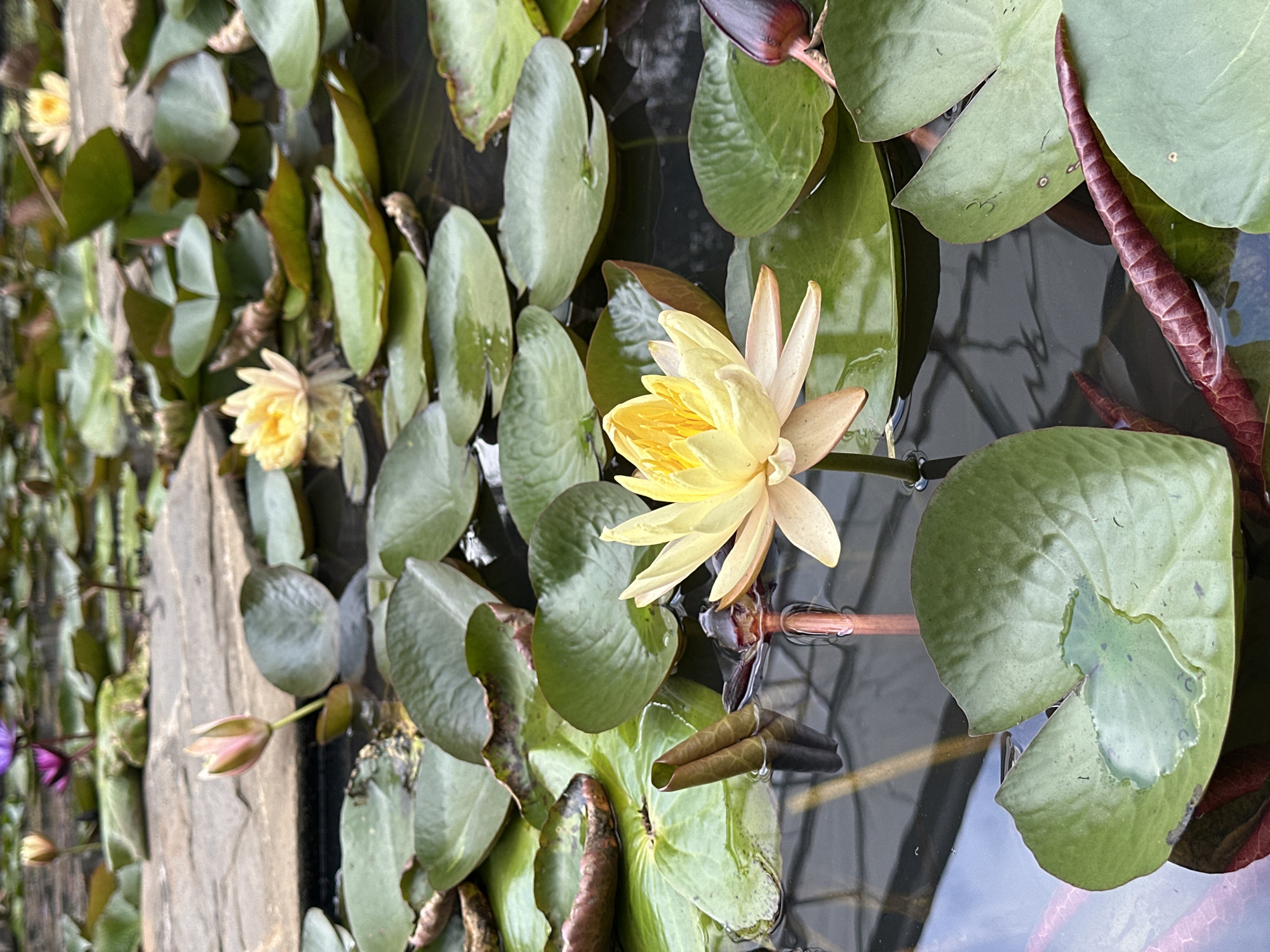 A close-up, slightly overhead shot captures a tranquil pond filled with water lilies. The foreground is dominated by large, round, green lily pads, some with a reddish hue along their edges, floating on the dark, reflective water. In the center, a single yellow water lily is in full bloom, its delicate petals unfurling. To the left and right of the bloom, unopened lily buds, one light pink and another dark reddish-purple, are visible. In the background, more lily pads and blooms are scattered across the surface, with a glimpse of a paved pathway or rock formation. The overall impression is one of natural beauty and serenity, likely within the grounds of Cam Ly Waterfall in Da Lat, Vietnam, a popular tourist destination known for its natural landscapes and botanical gardens. The lighting is soft, suggesting an overcast day or a shaded area within the garden.