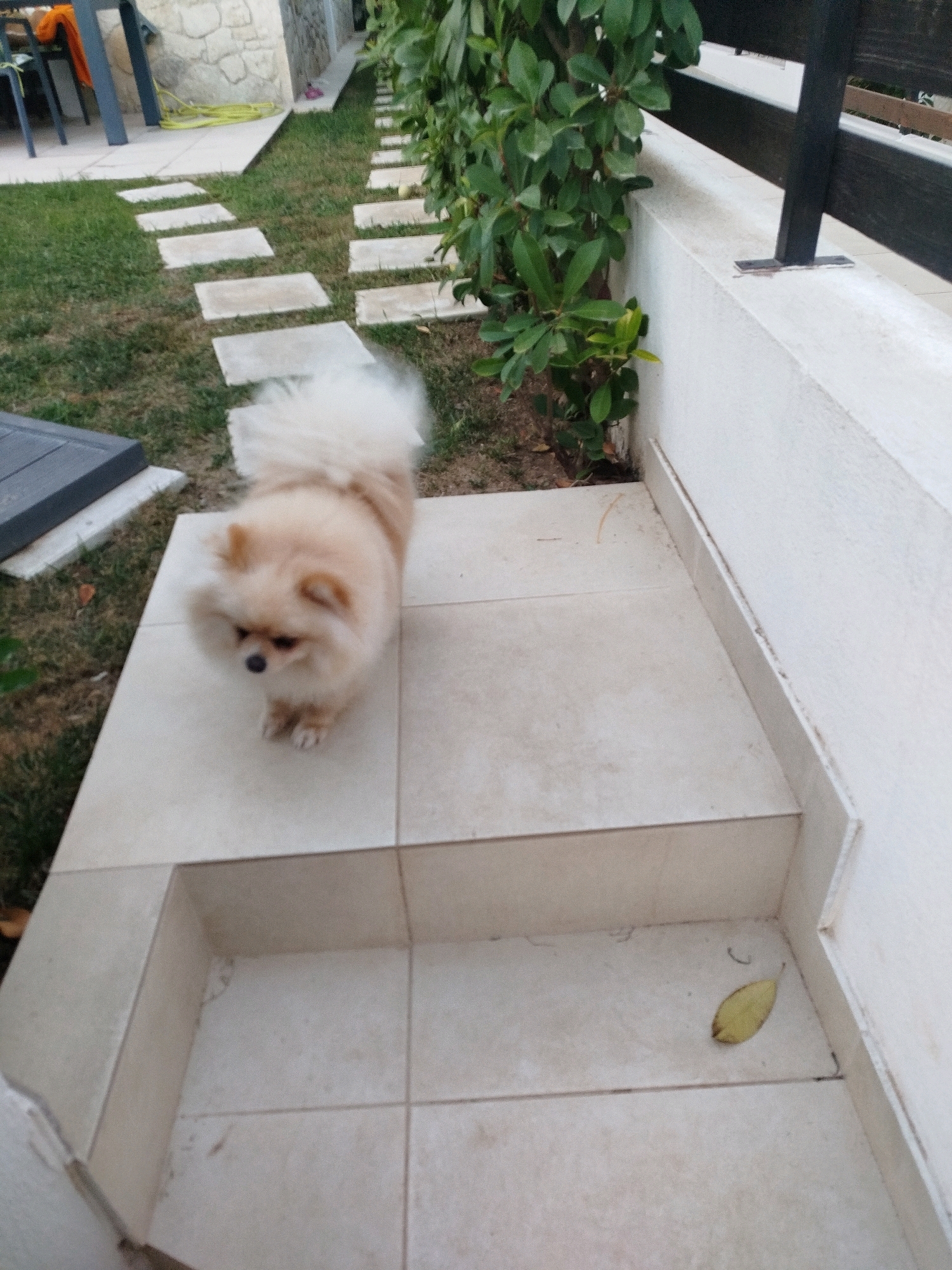 A light-colored Pomeranian dog is standing on a tiled surface near some outdoor steps. The dog is facing downwards and to the left. To the left of the dog, there is a pathway of stepping stones on a grassy area. Behind the stepping stones, there is a stone wall and some outdoor furniture. To the right of the dog and the steps, there is a wall and a dark wooden fence with foliage growing along it. A single yellow leaf is visible on the tiled surface in the lower right portion of the image. The scene appears to be an outdoor patio or garden area. The location is the city of Sithonia Municipal Unit, Greece.