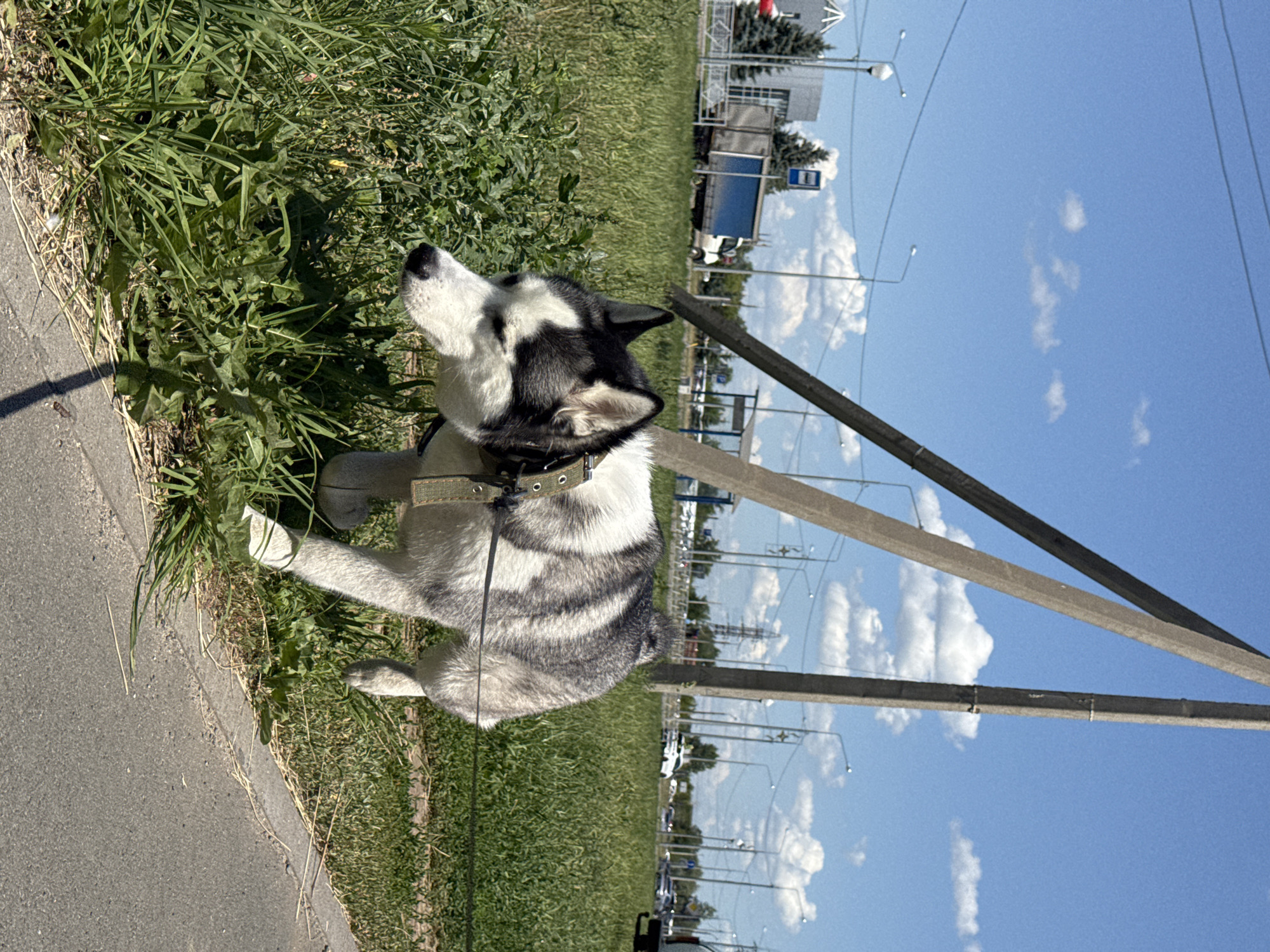 A Siberian Husky with black and white markings walks on a grassy area next to a paved walkway. The dog is wearing a green collar and is attached to a leash. In the background, a street with several cars and a bus stop can be seen. Two concrete utility poles with electrical wires are also visible, one of which is leaning. The sky is blue with scattered white clouds. The scene appears to be in a suburban or industrial area of Tolyatti, Russia, given the presence of utility infrastructure and a typical Russian streetscape. The lighting suggests it is daytime with bright sunlight.