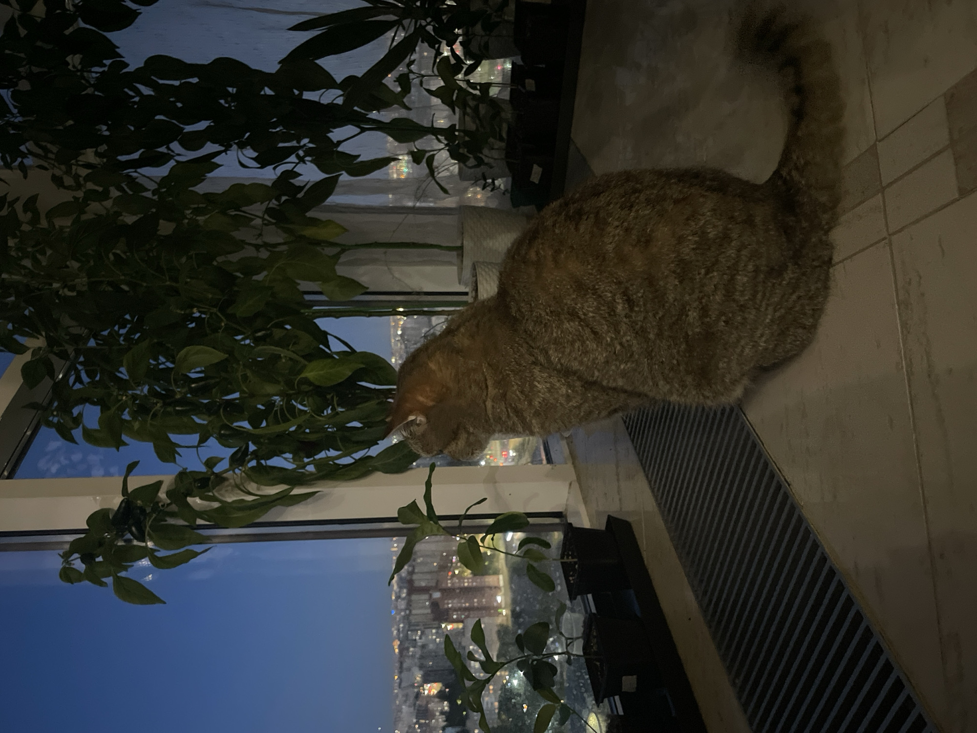 A medium-haired tabby cat sits on a tiled floor, facing a large window overlooking a city skyline at dusk. The cat is positioned in the foreground, its back to the camera, with its head turned to the left, looking out. Its fur is a mix of brown, tan, and black tabby markings. Behind the cat, on the windowsill, are several potted plants of varying sizes, with lush green leaves. Beyond the plants and through the window, a dense urban landscape is visible, with numerous buildings and lights illuminating the twilight sky. The sky transitions from a deep blue at the top to a lighter hue near the horizon. A white curtain is partially visible in the background, drawn to the right side of the window. The floor is made of light-colored tiles, and a dark, ribbed heating grate runs along the base of the window.