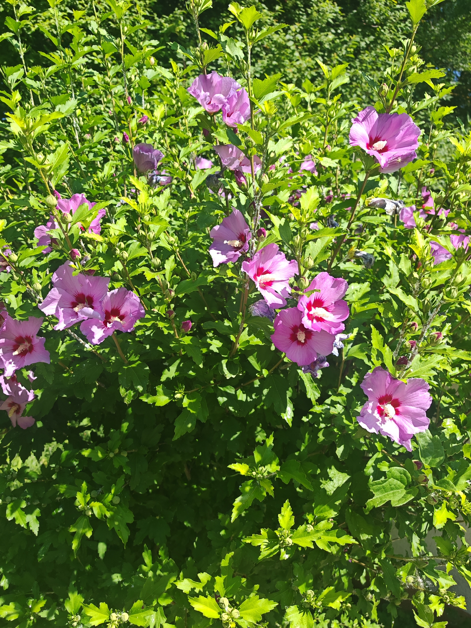 A close-up, medium-angle shot captures a dense shrub of blooming hibiscus flowers in Varvarovka, Russia. The flowers are a vibrant pink-purple with deep red centers, and are surrounded by lush green leaves. Sunlight illuminates the scene, creating highlights and shadows on the foliage and petals. Several buds are also visible among the blooming flowers. The background consists of more greenery, suggesting a garden or natural setting within the city. There are no people or animals present in the image.
