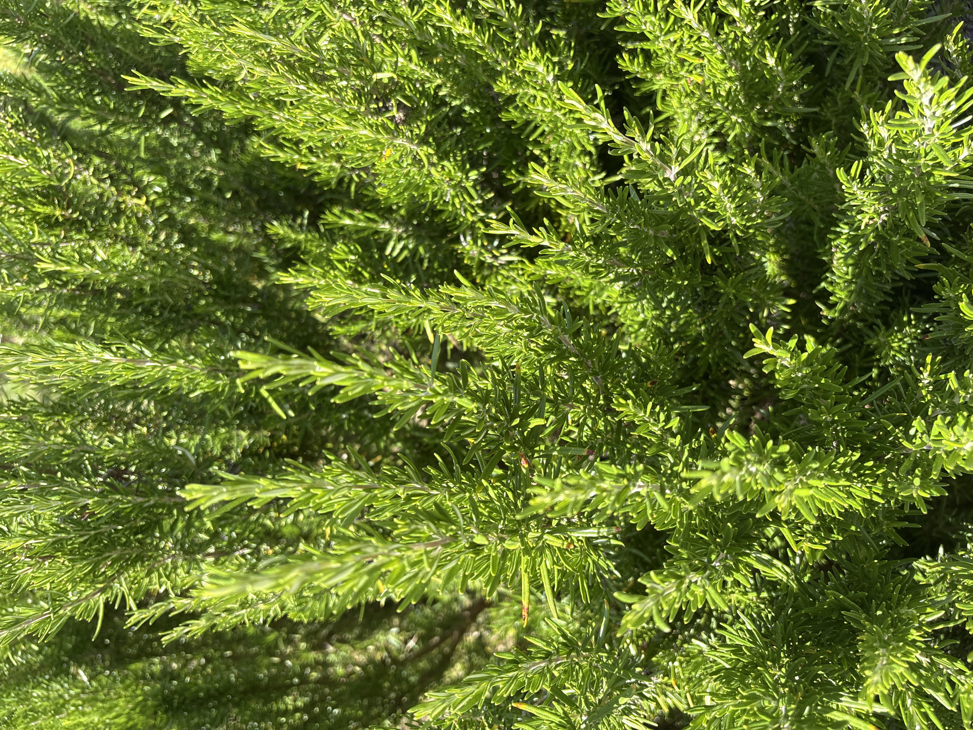The media file is a close-up, top-down view of a dense rosemary bush bathed in bright sunlight. The scene is entirely natural, focusing on the vibrant green, needle-like leaves and woody stems of the plant. The sunlight creates strong highlights and shadows, giving the foliage a textured, almost three-dimensional appearance. Some areas are brightly illuminated, while others recede into dappled shade, suggesting an outdoor setting. There are no people or discernible objects other than the plant itself. The image captures the natural growth and density of the rosemary. The time of day appears to be daytime, likely mid-morning or afternoon, given the intensity and direction of the sunlight. There is no text visible in the image. The overall impression is one of natural abundance and a healthy plant.