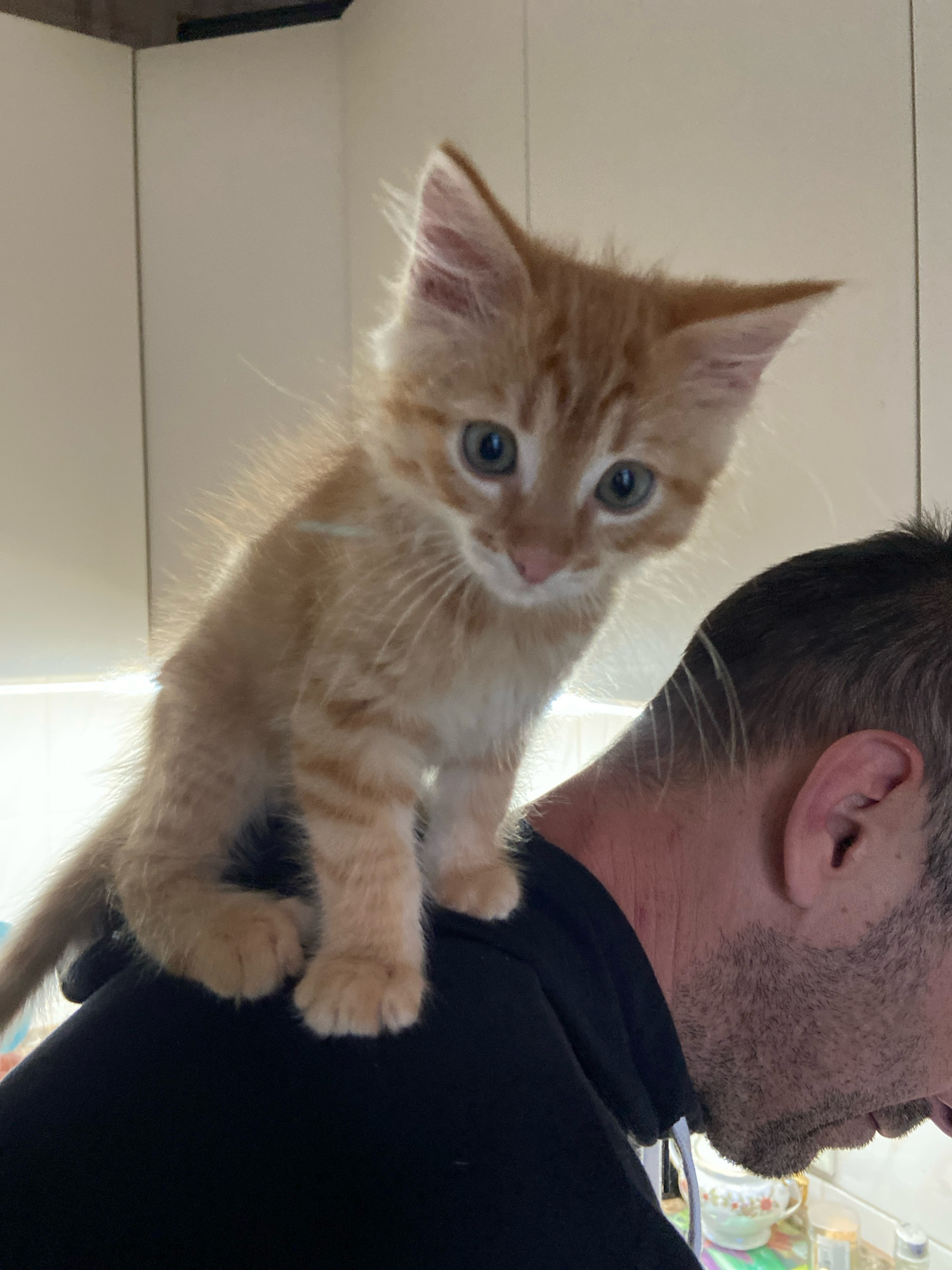 An orange tabby kitten sits on the shoulder of a man. The kitten is facing the camera with its front paws resting on the man's shoulder. The kitten's tail extends to the left. The man is wearing a black hoodie and is facing away from the camera, looking down. The background appears to be a kitchen with white cabinets and a countertop with some objects on it. The lighting is bright, with a light source coming from the left, illuminating the kitten.