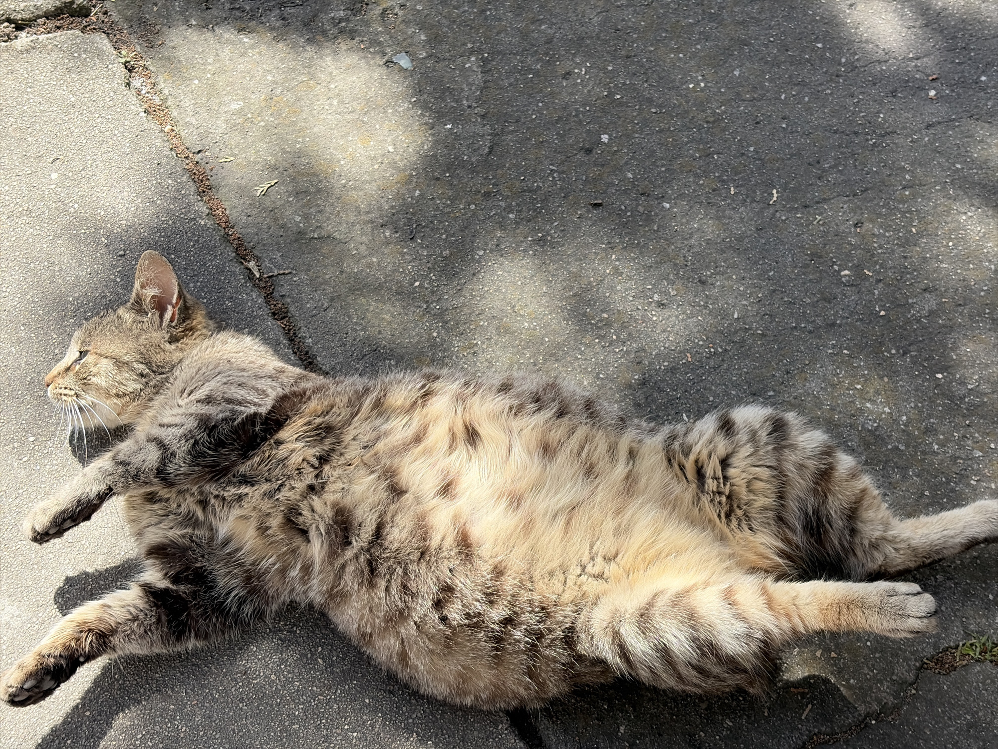 A domestic tabby cat is seen lying on its back on an outdoor paved surface, which appears to be concrete or asphalt tiles. The cat, positioned diagonally across the frame, is stretched out, exposing its lighter-colored belly. Its fur is a mix of brown, grey, and cream tones, with visible stripes and patterns characteristic of a tabby. Its eyes are partially closed, and its whiskers are prominent.
The scene is brightly illuminated by direct sunlight, casting strong, distinct shadows on the ground, particularly along the cat's body and a diagonal line across the paving, suggesting an overhead obstruction like a tree or building. The sun creates bright highlights on the cat's fur, indicating a warm, sunny day, likely during midday or early afternoon. The paved surface is textured with small aggregates, and some debris such as small leaves and dirt can be observed in the cracks between the paving sections.
The cat appears to be in a state of deep relaxation and contentment, possibly sunbathing. Its front paws are slightly tucked, and its back legs are splayed. There is no visible text in the image.