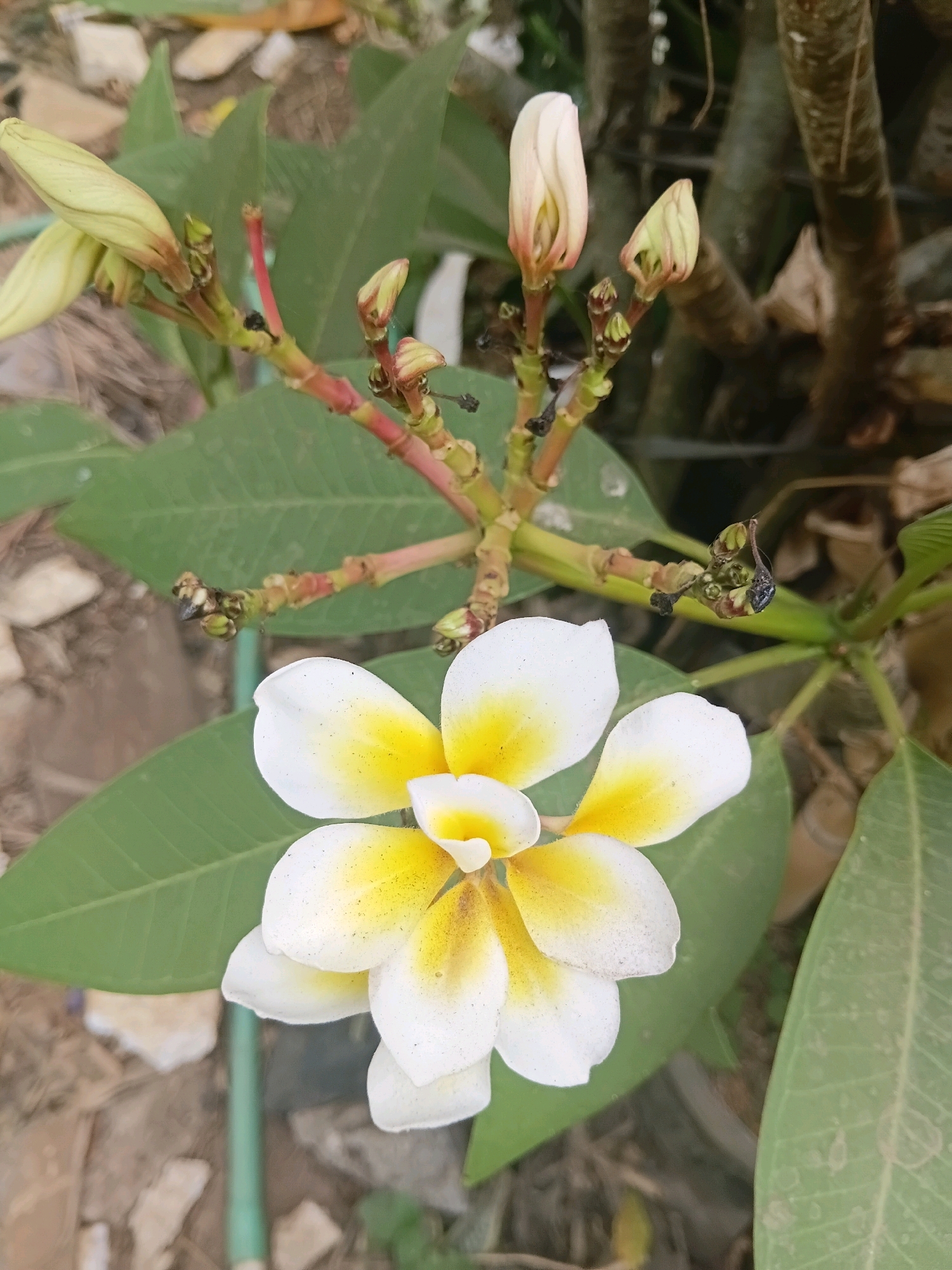 A plumeria flower with white petals and a yellow center is in full bloom. Several unopened flower buds are visible on a reddish-brown stem above the flower. The background consists of green leaves, brown branches, and a blurry outdoor environment. The image was taken in Cikal, Indonesia.