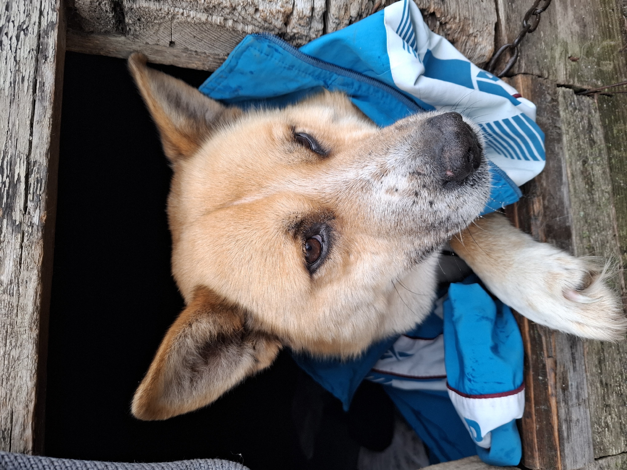 A close-up, slightly angled view shows the head and part of the body of a light brown dog with erect ears, with a blue and white jacket draped around its neck and shoulders. The dog's head is turned slightly to the right. The dog has dark brown eyes, and a grey muzzle and nose. The dog appears to be looking at the camera. The background consists of weathered wooden planks. Part of the scene is a dark void. A chain is also visible attached to the wooden background. No people are visible. The image is not demonstrably taken in Khlevnoye, Russia.