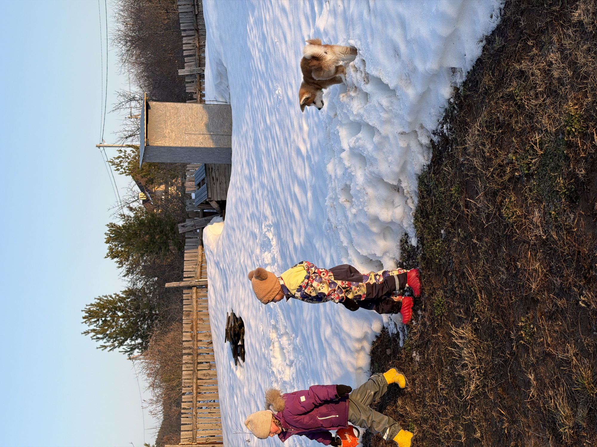 This scene is located in a residential area in Chaikovsky, Russia, depicting a late afternoon or early evening during a period of snowmelt. The foreground consists of dark, damp soil with sparse, dry grass and patches of green vegetation. This transitions into an uneven expanse of white snow covering the middle ground, featuring various footprints and depressions.
Two young children are present. On the left, a child wearing a beige knitted hat, a purple puffer jacket with a fur-trimmed hood, dark pants, and bright yellow boots walks towards the left, carrying an orange object resembling a bucket or toy in their right hand. To their right, another child, wearing a brown knitted hat with a pom-pom, a colorful patterned snowsuit (yellow top with dark blue pants, decorated with animal or cartoon figures), and bright red boots, stands facing towards the right side of the frame.
Further to the right, in the snowy area, a small, short-haired dog with reddish-brown and white fur stands with its back mostly to the viewer, looking towards the right. Its tail is curled upwards.
In the background, beyond the snow, a wooden picket fence runs horizontally across the mid-ground. Behind the fence, a small, light-colored wooden structure, possibly an outhouse or shed, is visible. Further back, numerous bare deciduous trees and bushes are present, interspersed with several dark green coniferous trees. A utility pole with electrical wires extends across the upper background. The sky above is clear and light blue, illuminated by low sunlight casting long shadows and a warm glow on some surfaces.
