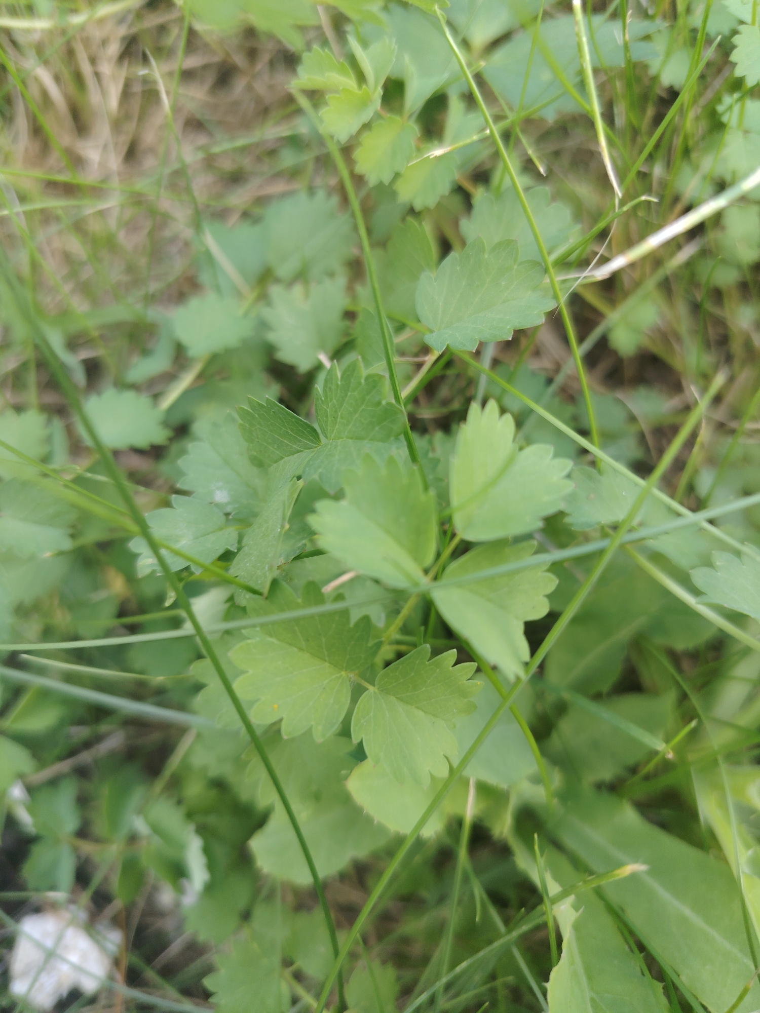 This is a close-up, eye-level, medium shot of several small, green plants with serrated leaves, growing amongst grass. The plants are the primary focus, with a shallow depth of field blurring the background. The environment appears to be outdoors, with natural lighting. The image was taken in Khorugvino, Russia. There are no people or animals visible in the scene. The overall impression is one of natural growth in a grassy area.