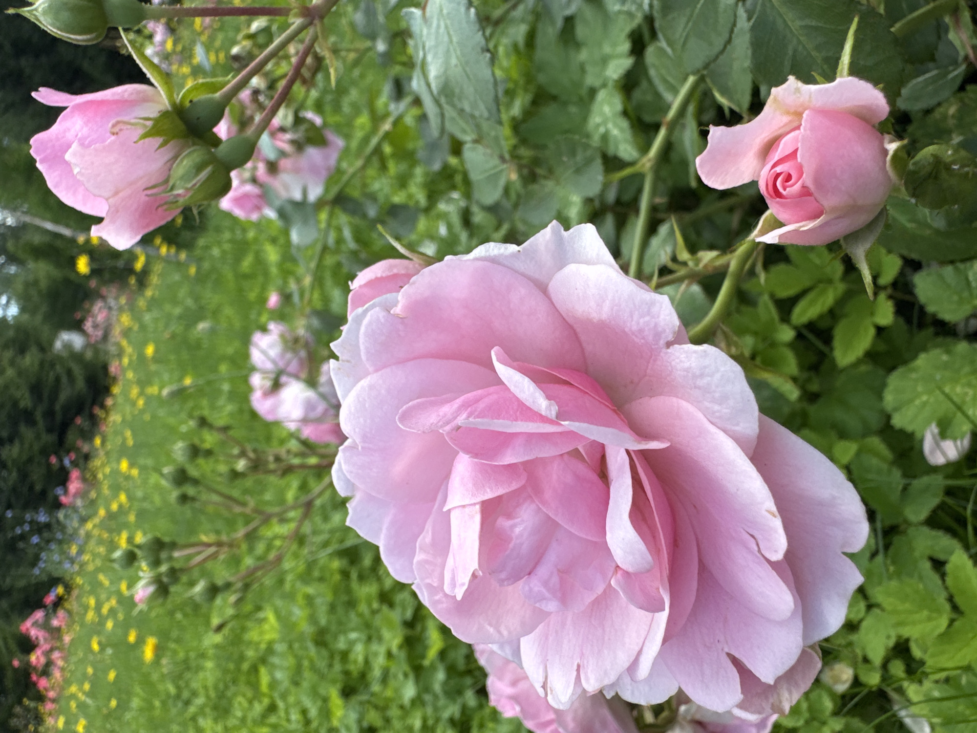 The image displays a close-up view of a pink rose in a garden setting. The rose is in full bloom with delicate petals, and there are also several rose buds visible in various stages of development. The background is a blur of green foliage and other flowers, suggesting a vibrant and lush garden. The lighting appears to be natural daylight, casting soft shadows on the petals. The image is an outdoor photograph taken in a garden environment. The specific location within Saint Petersburg, Russia, is not identifiable from the visual information provided.
