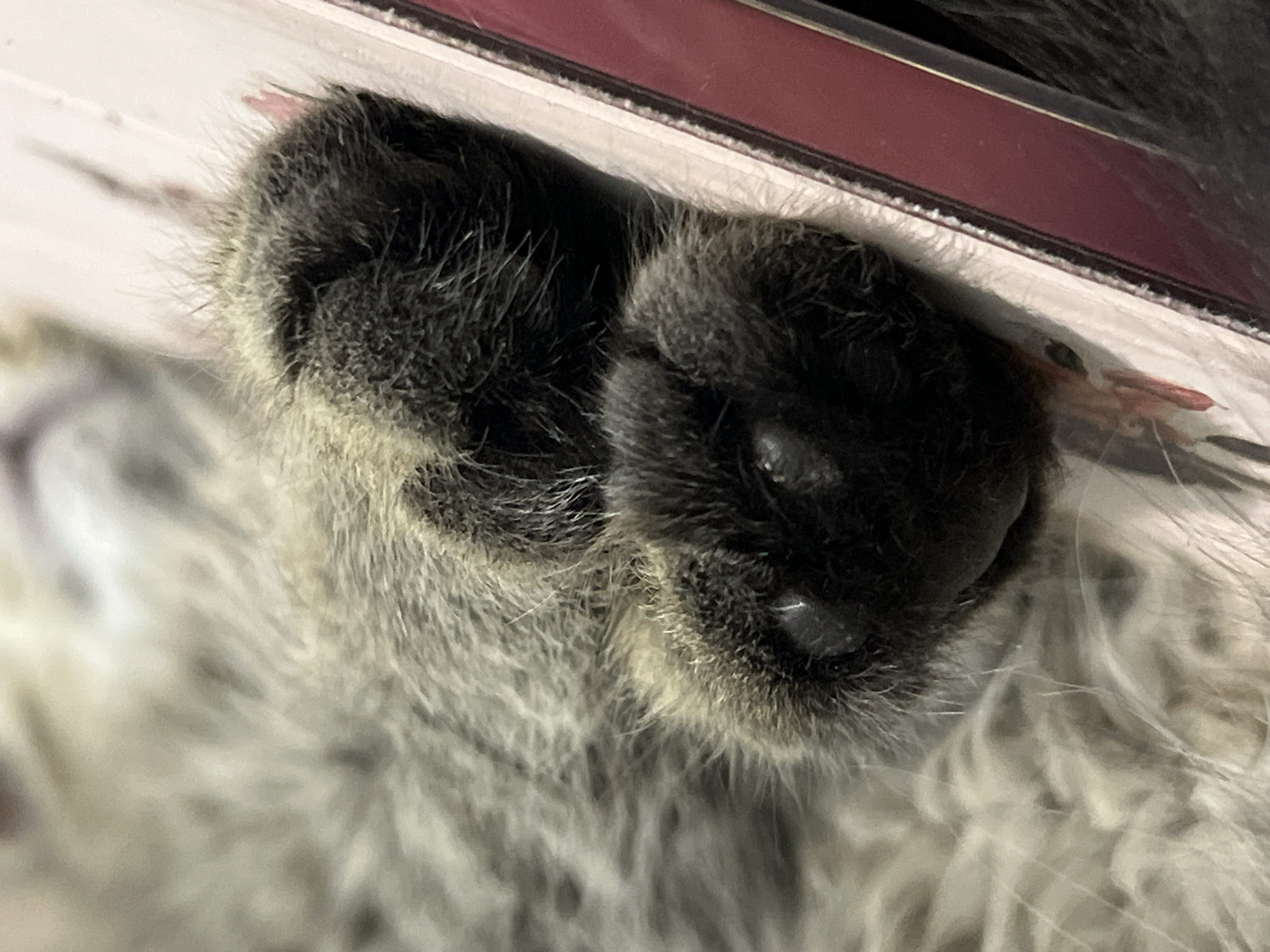 The image is a close-up of a gray tabby cat's paws resting on the edge of a pink and white object, possibly a book or magazine. The cat's fur is long and fluffy, with visible dark paw pads and small, dark claws. The background is blurred, showing more of the cat's fur. There is no indication of the city of Smolenskaya, Russia, in the image.
