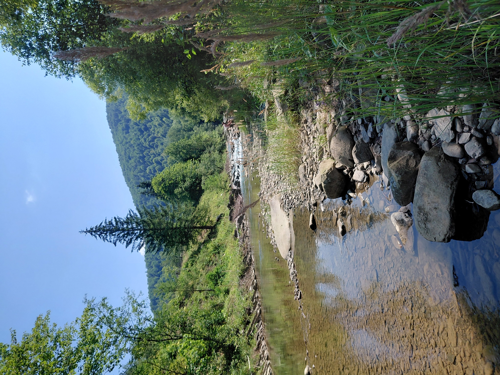 The image depicts a natural scene of a river flowing through a forested area. The river is clear, with a rocky bottom visible through the water. The banks of the river are lined with stones and vegetation. In the background, a lush green forest covers rolling hills, and the sky is a clear blue. A tall pine tree stands prominently on the left side of the frame. The overall impression is one of a serene, natural environment. There is a person standing in the river in the distance on the right side of the image.