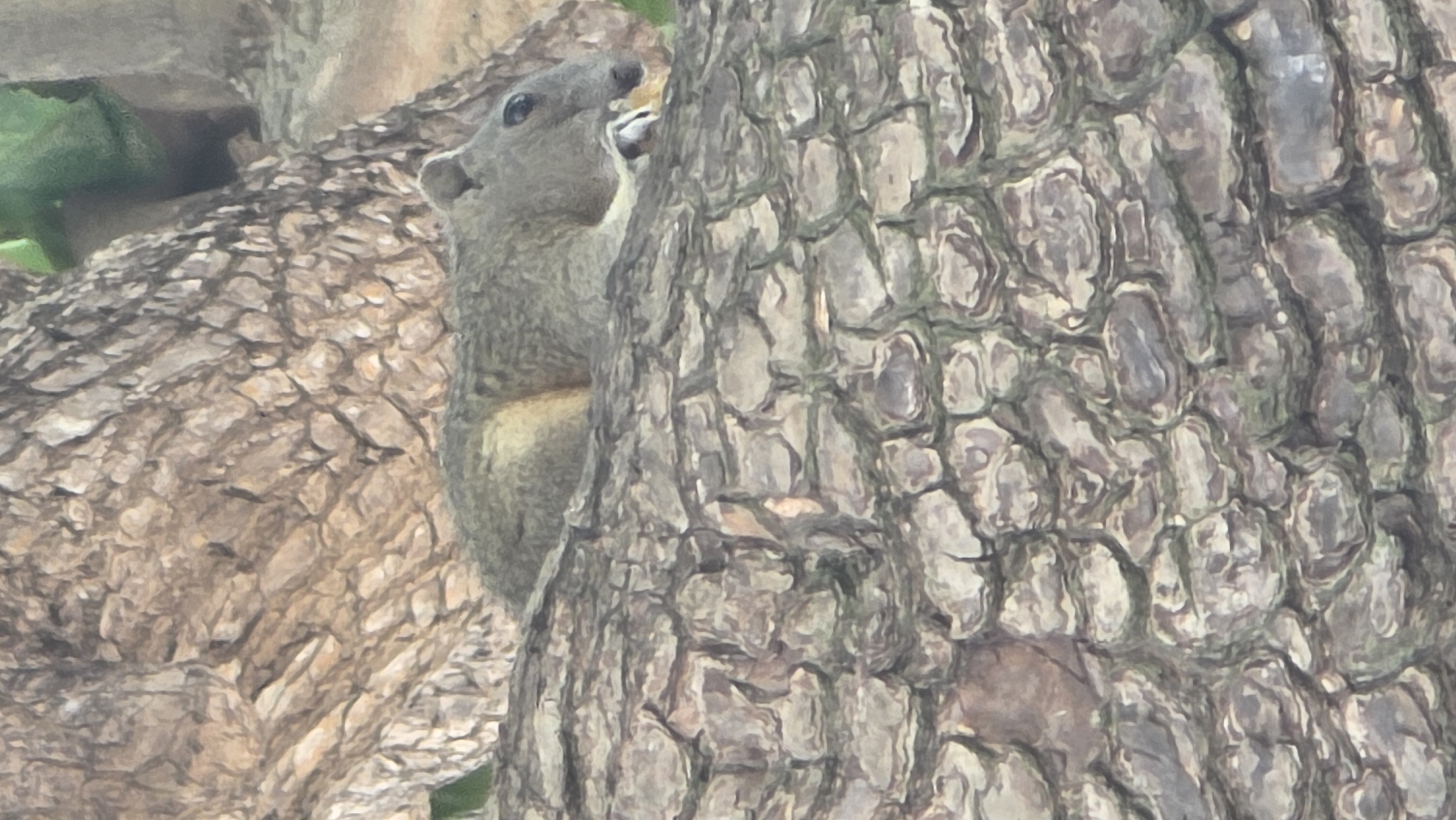 A squirrel is perched on a tree trunk, with its head peeking out from behind the tree's bark. The tree is located in Nha Trang, Vietnam. The squirrel has grey fur and appears to be eating or about to eat something. The tree bark is rough and textured. Another tree is visible to the left, also with textured bark, and some green foliage is visible in the background.