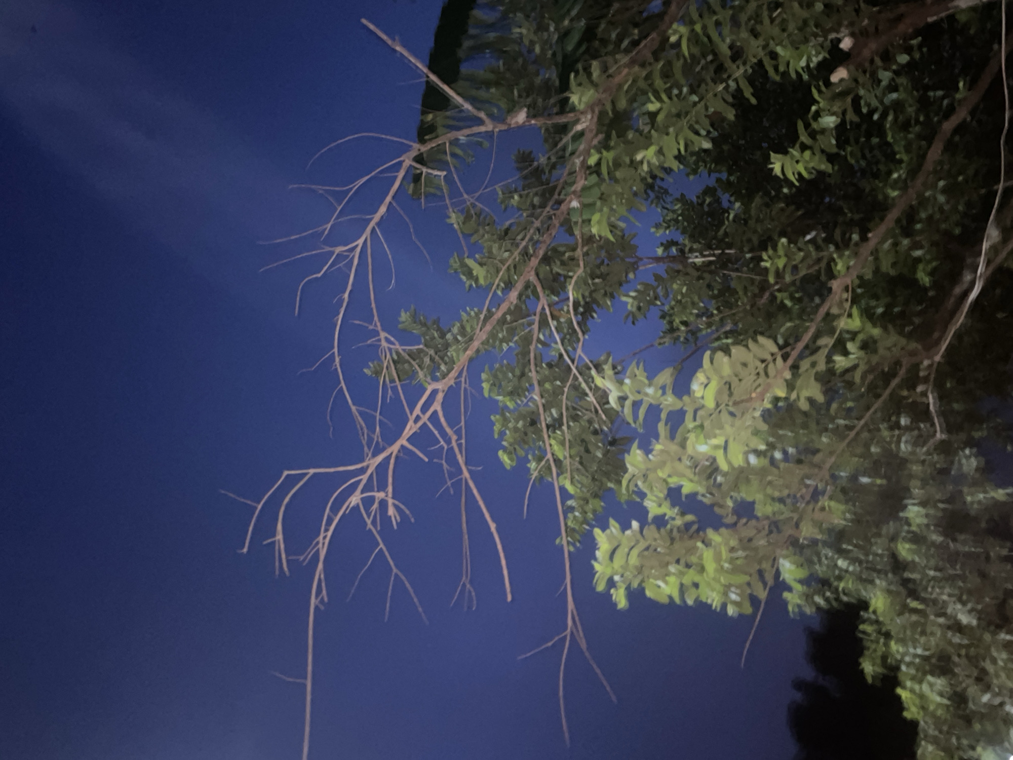 The image depicts a view upwards into tree branches against a dark blue sky. Some branches are bare, while others have green leaves. The location, Onitsha, Nigeria, is inferred only, as the image itself provides no direct evidence of it. No people or animals are visible. The environment appears to be nighttime.