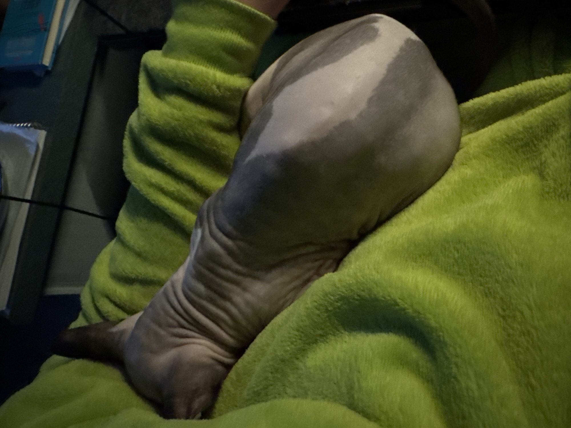A hairless cat with gray and white coloring is resting on a bright green blanket. The cat's skin is wrinkled and the tail is dark. The cat appears to be lying on a person's lap or legs, as a green sweater sleeve is visible near the cat. Other objects are partially visible in the background, including a blue book and a black object. The location is unknown.