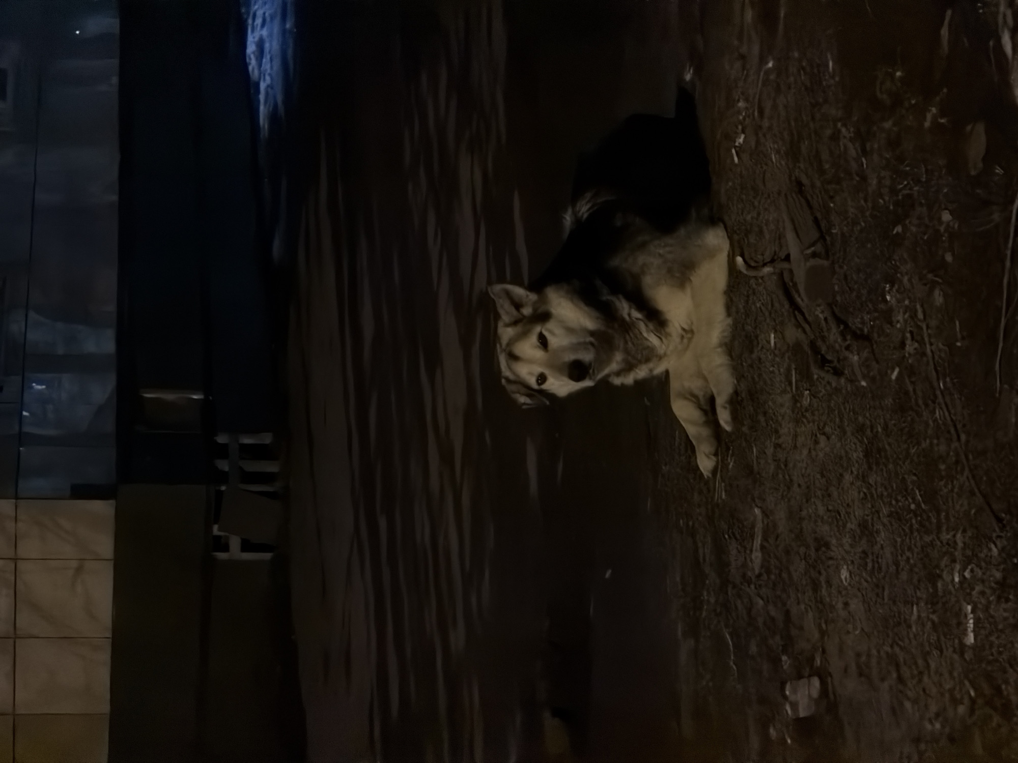 A dog is seen at night near a building in Perm, Russia. The animal is positioned between the side of the building and a dirt embankment. The lighting suggests an urban environment.