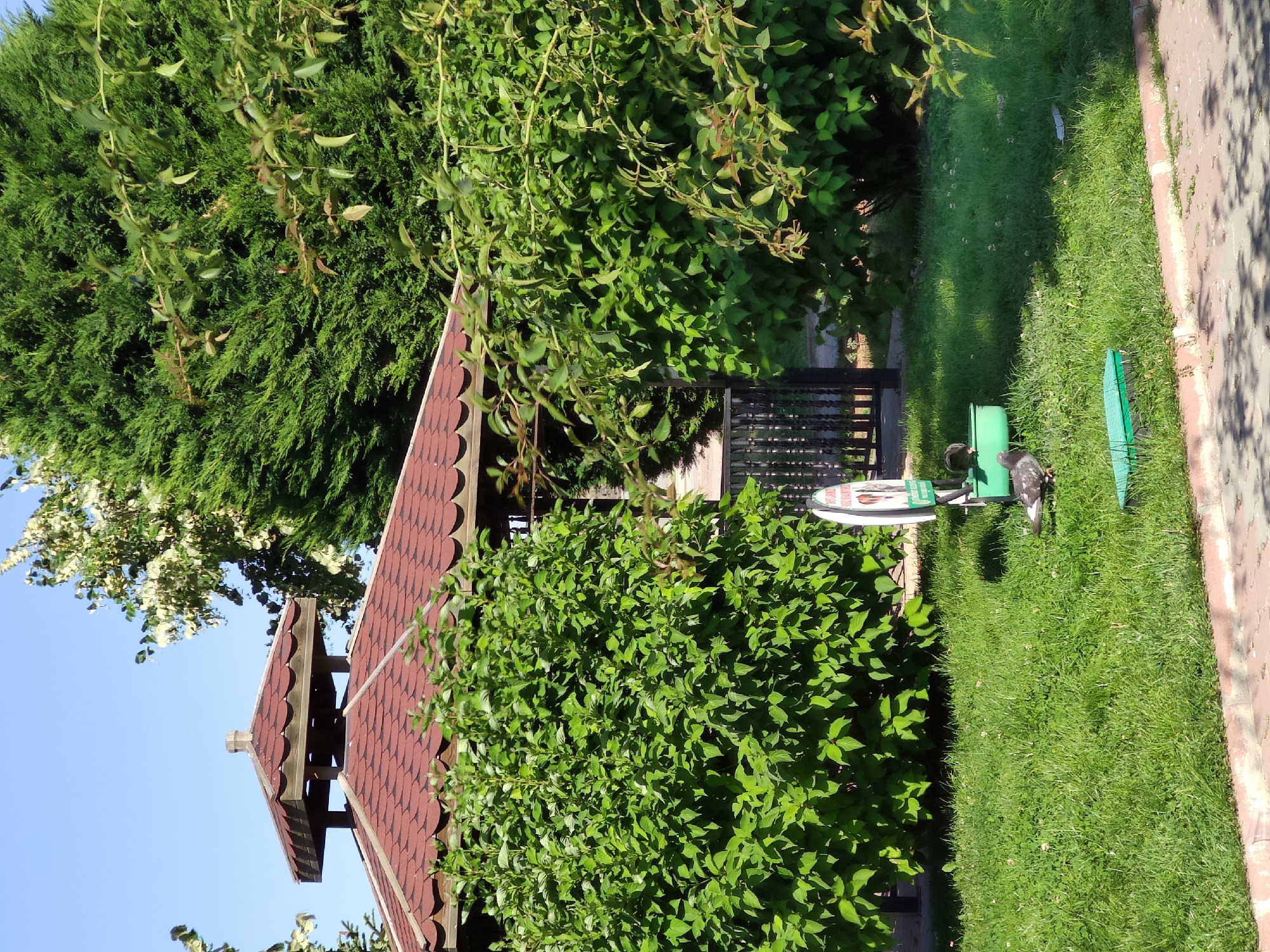 The image depicts a sunny outdoor scene in a park-like setting, likely within Etimesgut, Turkey. In the background, a wooden gazebo with a red, shingled, octagonal roof is partially obscured by lush green foliage. The gazebo has a fence surrounding its lower section. Tall, dense evergreen trees and leafy deciduous trees create a verdant backdrop under a clear blue sky. In the foreground, a neatly mowed lawn is visible. On the grass, a green, shallow trough-like object, possibly a bird bath or feeder, contains one pigeon. Another pigeon stands on the grass nearby. A green, flat, rectangular object, possibly a mat or a piece of playground equipment, lies on the grass in front of the trough. A signpost with a circular white sign is also present to the left of the trough. The ground is bordered by a curb made of reddish-brown bricks, with a paved pathway beyond it, casting dappled shadows from unseen trees. The overall impression is of a tranquil public space in good condition.