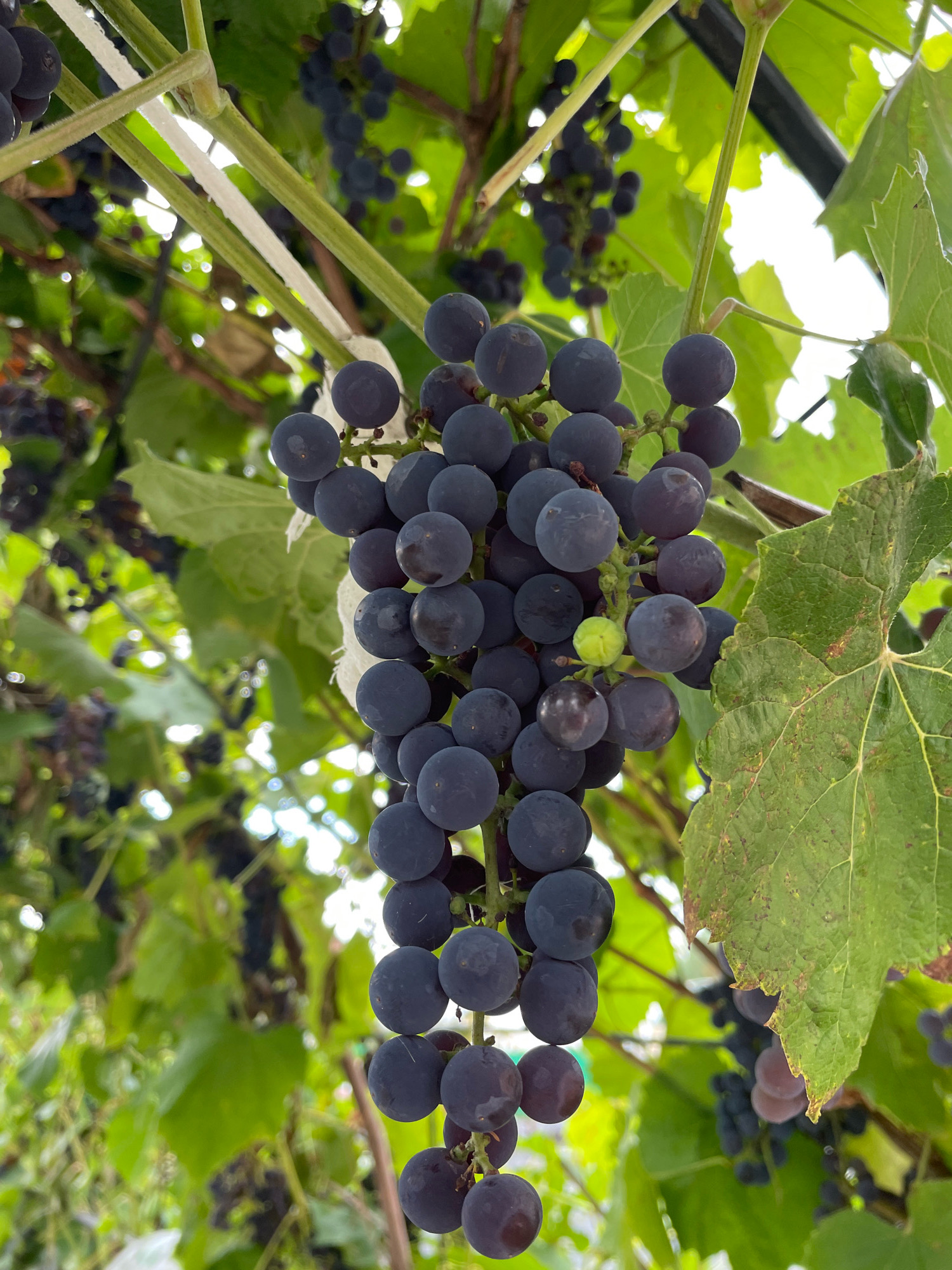 A close-up, downward-angled shot captures a cluster of dark purple grapes hanging from a vine. The grapes are plump and round, with a dusty bloom on their surface. A single, lighter green grape is visible amongst the darker ones. The vine is supported by thick, green stems, some of which are wrapped with white material. Lush, green leaves of the grapevines fill the background, with some out-of-focus clusters of grapes also visible. Sunlight filters through the leaves, creating bright highlights and dappled light. The scene is set outdoors, suggesting a vineyard or garden. The overall impression is one of natural abundance and ripeness.