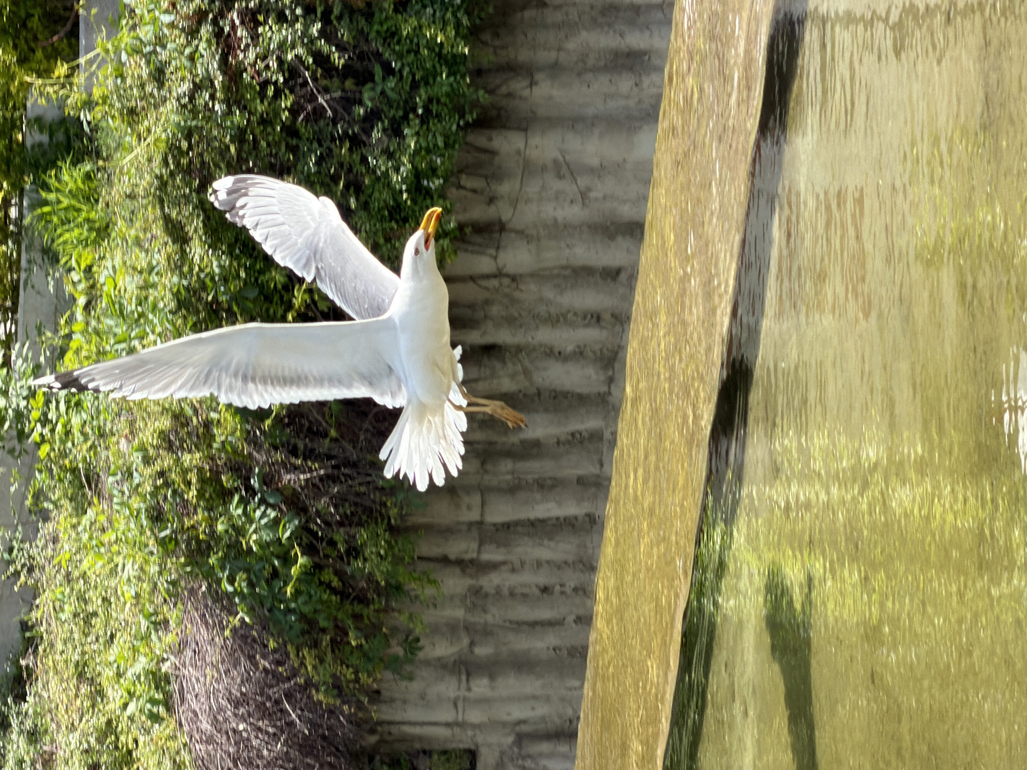 A seagull is captured in mid-flight, its wings fully extended. The bird is white with black wingtips and an open, yellow beak. It's flying past a concrete structure with water cascading down its side, suggesting a waterfall or fountain. Green vegetation covers the background, hinting at a park or garden setting. The location is most likely in the city of Pleven, Bulgaria.