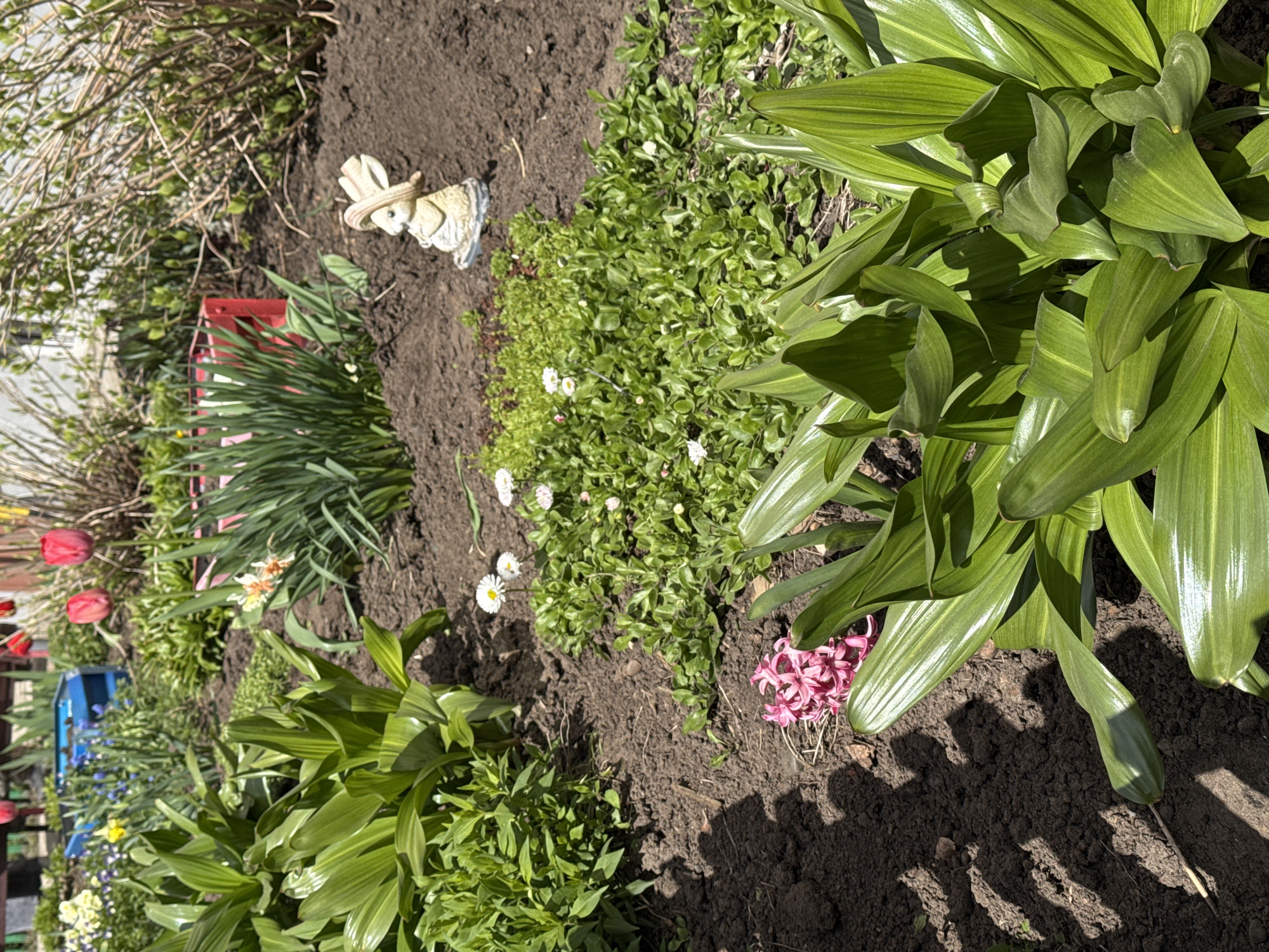 The image shows a garden in Chaikovsky, Russia. In the garden, there are various plants including tulips (some red), daffodils, hyacinths (pink), and broad-leafed plants, possibly lilies of the valley. There's also a patch of small, green plants with white daisies. A small ceramic bunny figurine is placed in the garden. The soil is dark and appears freshly tilled. The garden is next to a bush or small tree, and a partially visible red and blue garden decoration is present. Sunlight casts shadows across the scene.