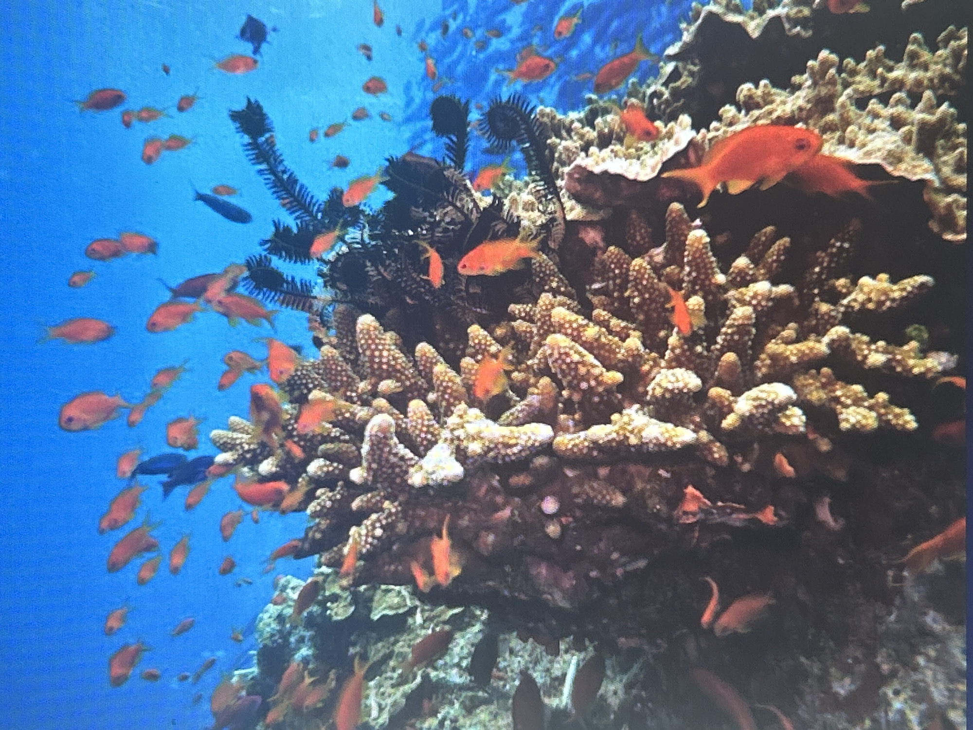 The image depicts a vibrant underwater coral reef ecosystem teeming with small, brightly colored fish, primarily in shades of orange and red. The coral structures are varied, with some appearing branched and others more encrusting, displaying textures and colors ranging from white and beige to dark brown. Delicate, feathery sea creatures, possibly feather stars, are visible amongst the coral. The water is a clear, bright blue, suggesting a shallow, sunlit environment. There are no indications of human presence or any elements that would suggest a location within the city of Sofia, Bulgaria. The scene is entirely natural and aquatic.