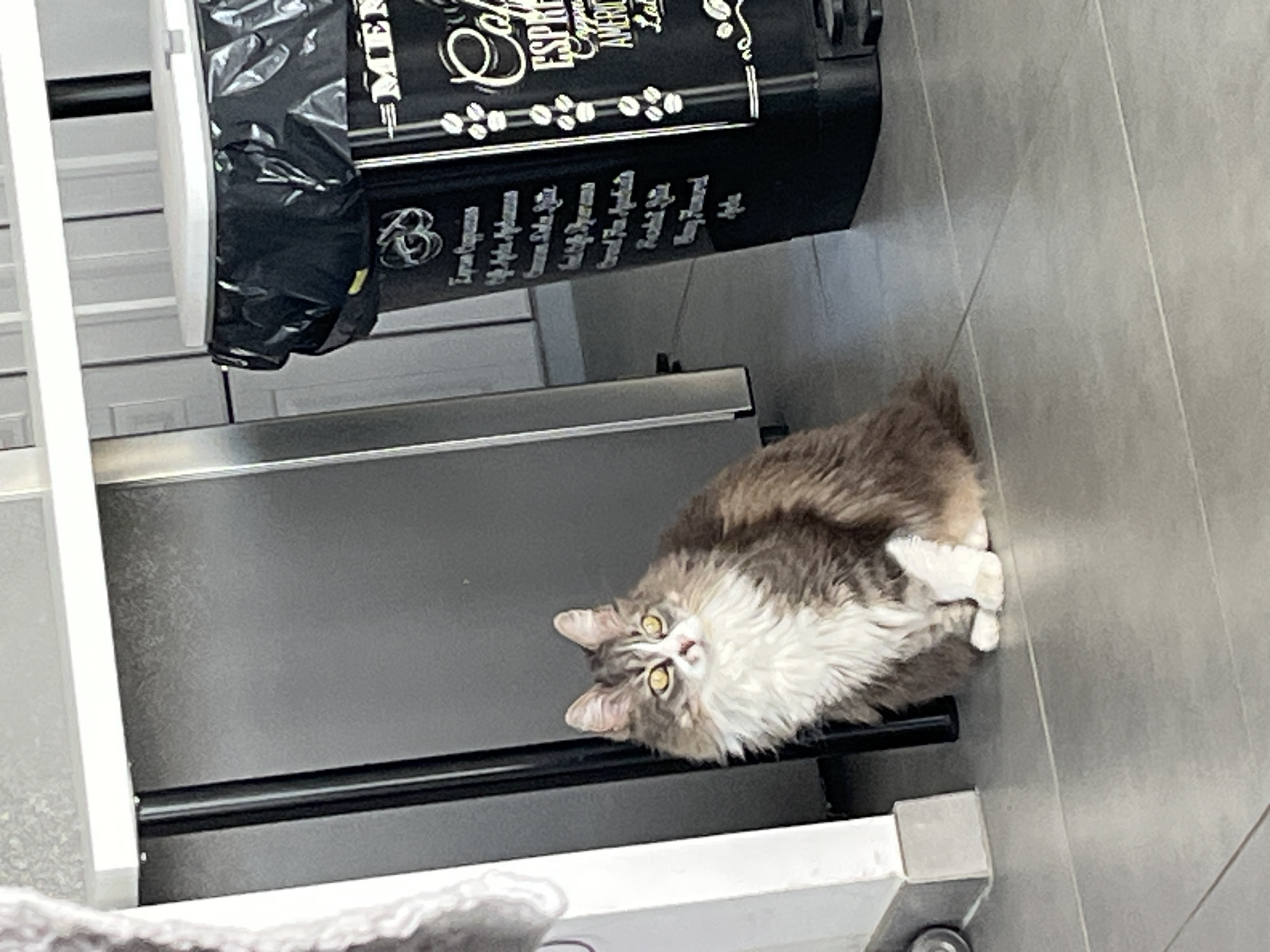 A fluffy, grey and white cat with yellow eyes is lying on a light grey tiled floor next to a kitchen cabinet with a drawer partially open. A black coffee container with white text is situated to the upper left of the cat. The location is Chambœuf, France, as implied by the user's prompt.