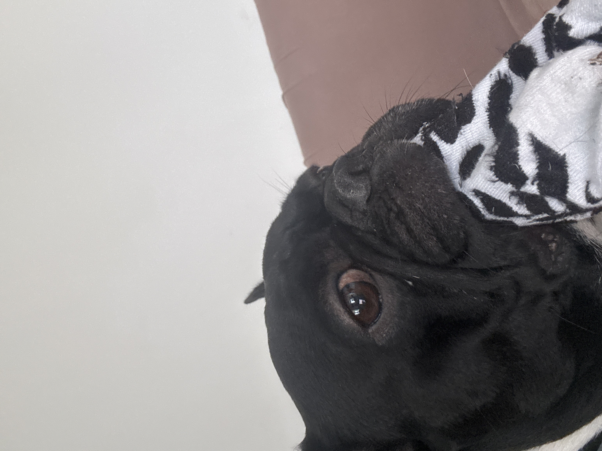 A close-up shot shows a black French bulldog with its mouth chewing on a black and white patterned sock. The dog's right eye is visible and appears to be a rich brown color. The background is a plain light-colored wall and a blurred peach-colored surface, suggesting the dog is indoors, likely in a residential setting in Sofia, Bulgaria.