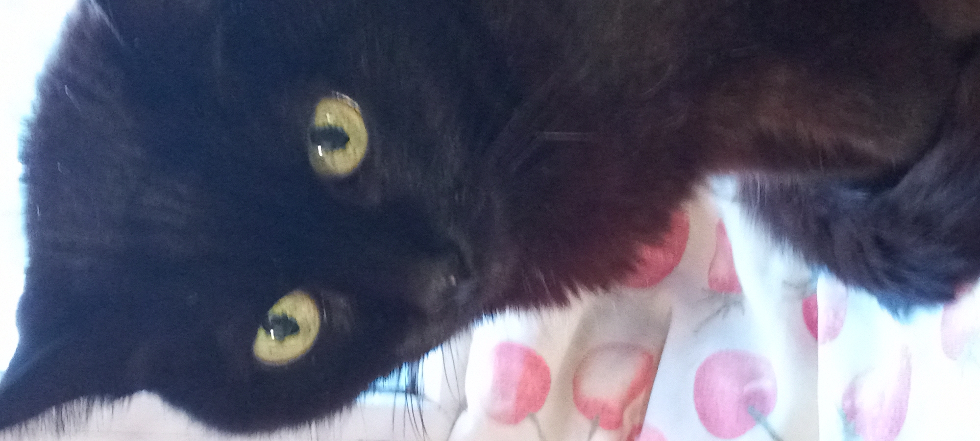 A close-up, vertically oriented photograph captures a black cat with vivid yellow-green eyes looking directly at the viewer. The cat's head is positioned on the left side of the frame, with its face filling a significant portion of the image. Both eyes are prominently featured, displaying vertical pupils with distinct reflections from a light source. The cat's fur is predominantly deep black, appearing soft and thick, though some subtle lighter grey or brown undertones are visible within the fur, particularly around its cheeks and neck.
To the right and beneath the cat's body, a light-colored fabric or blanket is visible, adorned with a repeating pattern of soft pinkish-red circular shapes, each with a small stem, resembling cherries or other fruit, set against a white or very pale background. The lighting is bright, effectively highlighting the cat's eyes and fur texture. The cat's expression conveys a sense of curiosity and attentiveness. No specific time of day, weather, or location cues are discernable from the image itself, nor is any text visible.