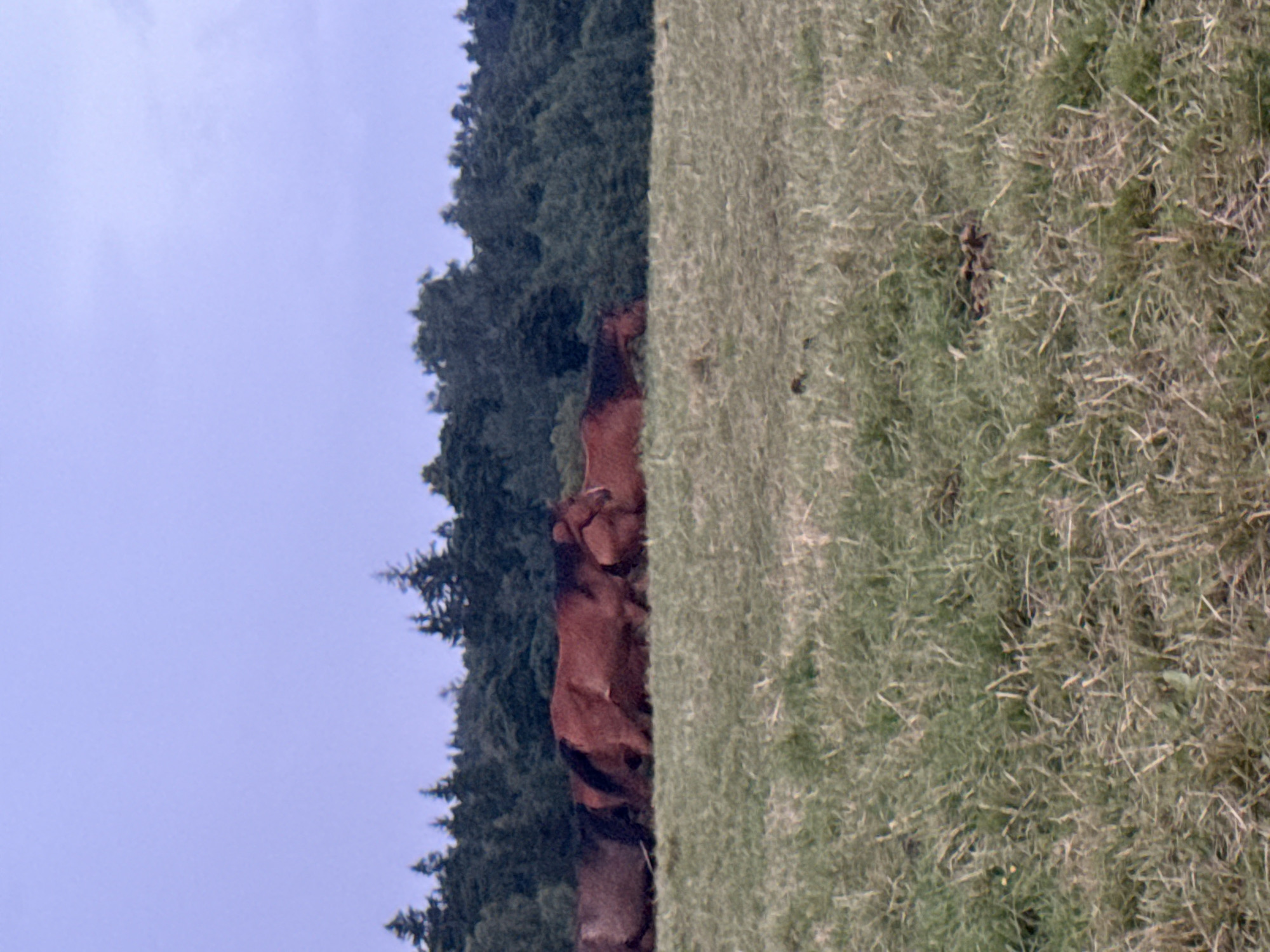 The image depicts a herd of brown horses grazing in a grassy field. The horses are positioned horizontally across the middle ground of the image, with their bodies facing towards the right. The field is covered in green grass with some dry, straw-like stalks mixed in. In the background, a dense line of dark green trees forms a treeline, obscuring the horizon. Above the treeline, a pale blue sky with subtle hints of clouds is visible. The lighting suggests it is daytime, possibly late afternoon or early evening, with a slightly overcast sky. The location is identified as Galinė, Lithuania.