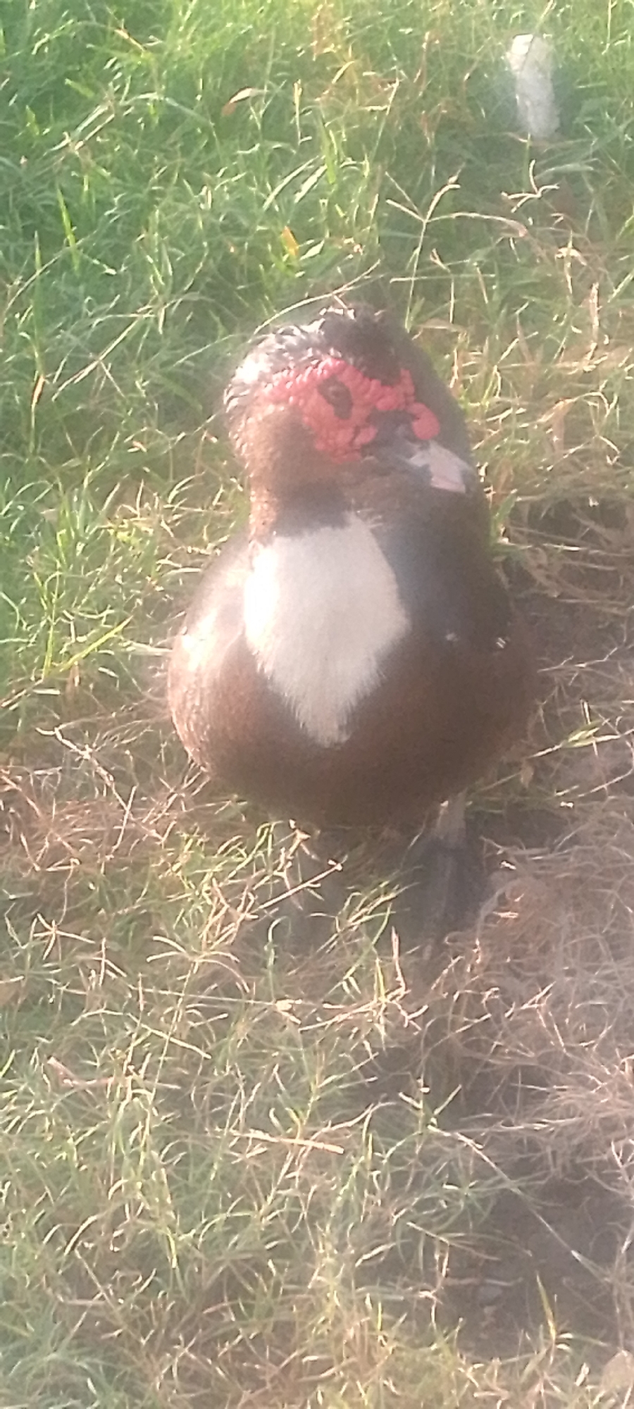The image shows a close-up of a Muscovy duck standing on grass. The duck is predominantly dark brown with a distinctive white patch on its chest. Its head is characterized by bright red, carunculated skin around its eyes and beak. The background consists of green grass, with some dried blades also visible, suggesting an outdoor setting. The lighting indicates it is daytime, with sunlight casting a warm glow on the scene. The ground appears to be dry soil mixed with grass. No people or text are visible in the image. The duck is facing slightly to the right, and its posture suggests it is standing still. The context provided places this scene in Jalingo, Nigeria.