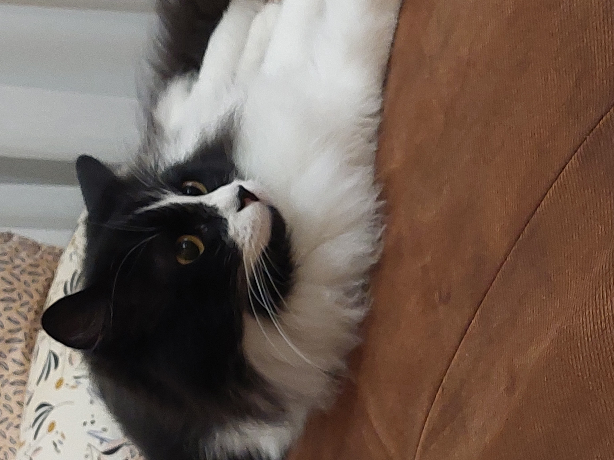A black and white cat is lying on a brown upholstered surface, possibly a sofa or chair. The cat has long fur and is positioned with its head slightly tilted towards the viewer. The cat's eyes are yellow, and its whiskers are long and white. The background includes a floral patterned pillow. The location cannot be determined from the image.