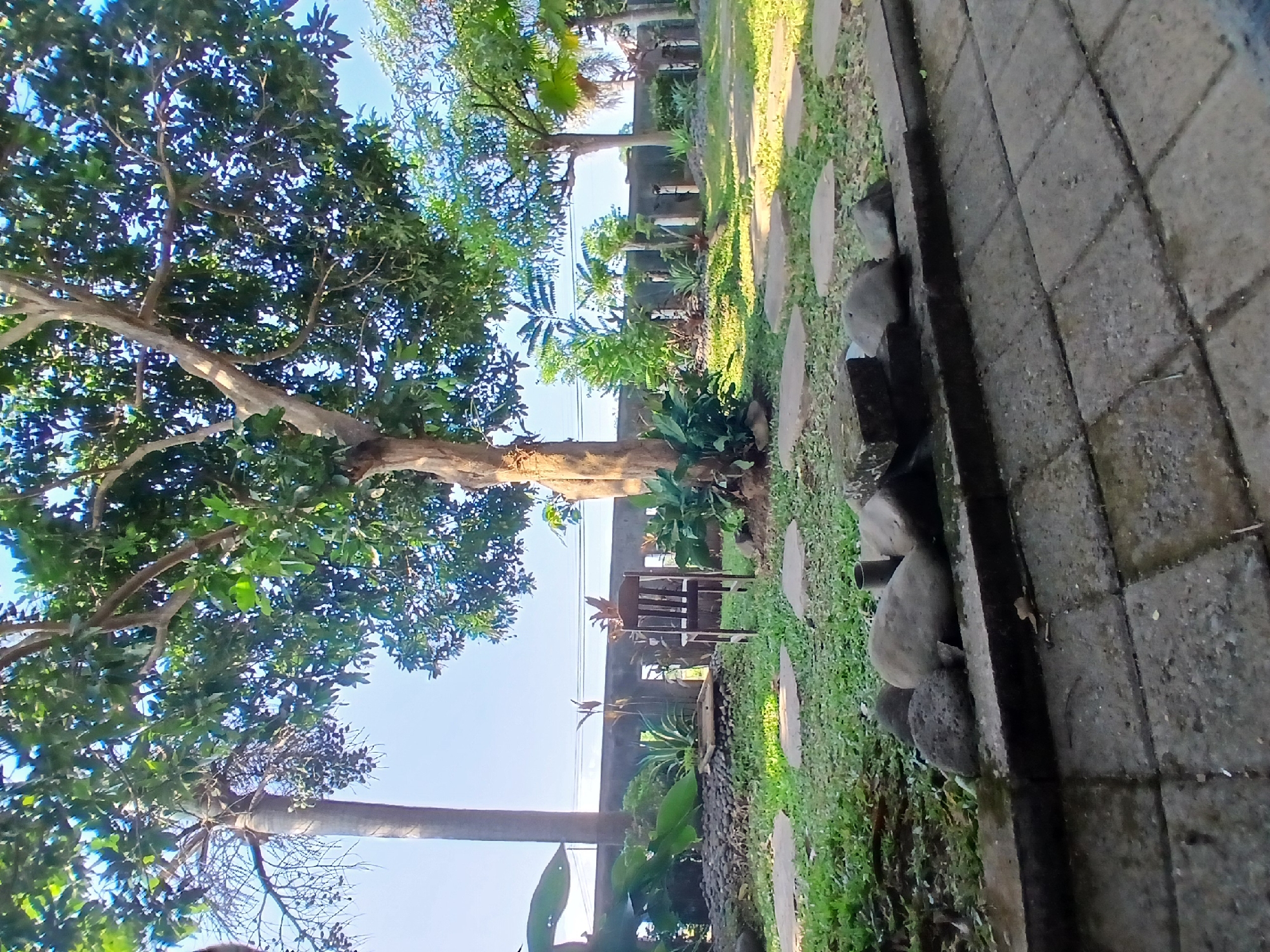 A daytime outdoor scene depicts a tropical garden with a clear blue sky overhead. A large tree with lush green foliage dominates the center of the frame, its branches extending outwards. To the left, a slender palm tree stands with sparse branches. In the middle ground, a single wooden chair sits on a patch of grass, surrounded by various plants and a low stone wall. Stepping stones are laid out on the grass, leading towards the chair. The foreground features a paved pathway with square tiles, bordered by a raised stone edge with several large stones and some smaller rocks. The location is identified as Sekarputih, Indonesia. No people are visible in the image.