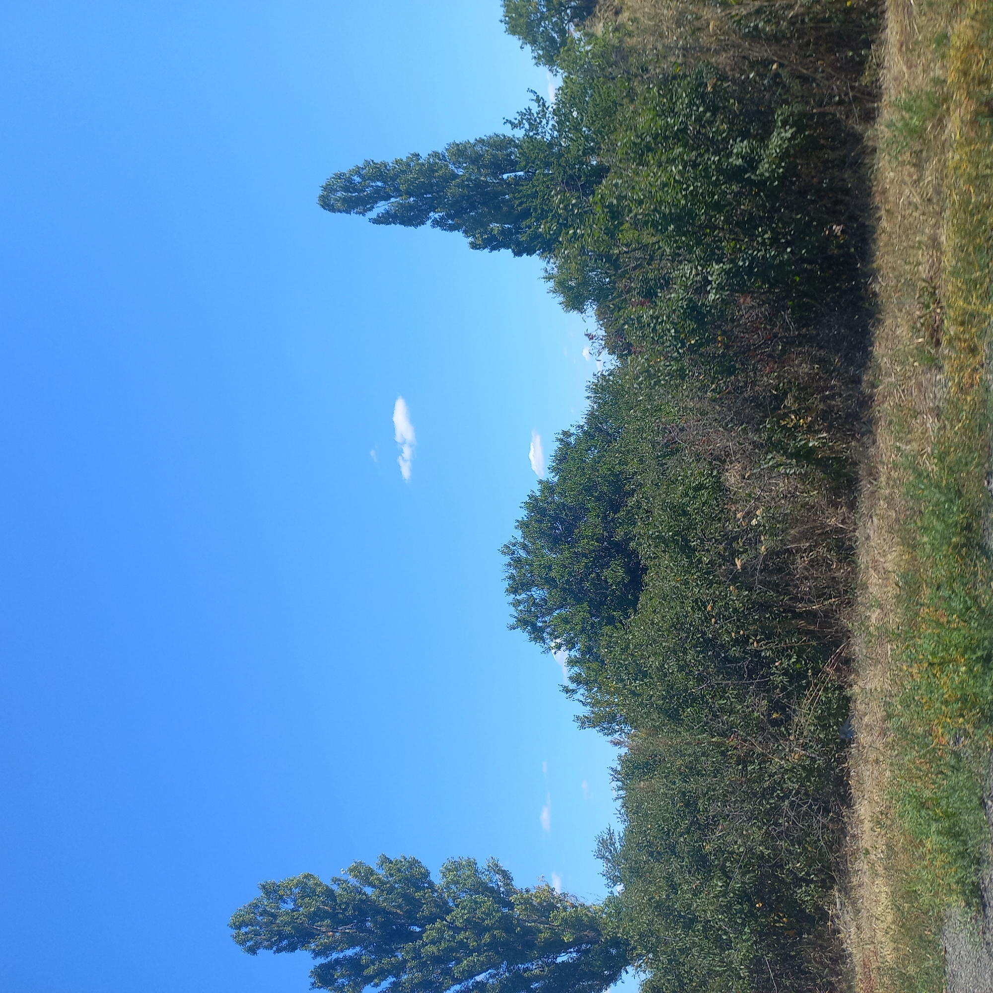 The image depicts a clear blue sky with two tall, slender trees on either side of the frame, silhouetted against the sky. In the middle ground, a dense line of green bushes and trees stretches horizontally, with some taller, rounded trees interspersed. The foreground features dry, yellowish-green grass and some lighter green vegetation. The scene appears to be an outdoor landscape, possibly a rural or park area, under bright daylight. There are no people or specific man-made structures visible.