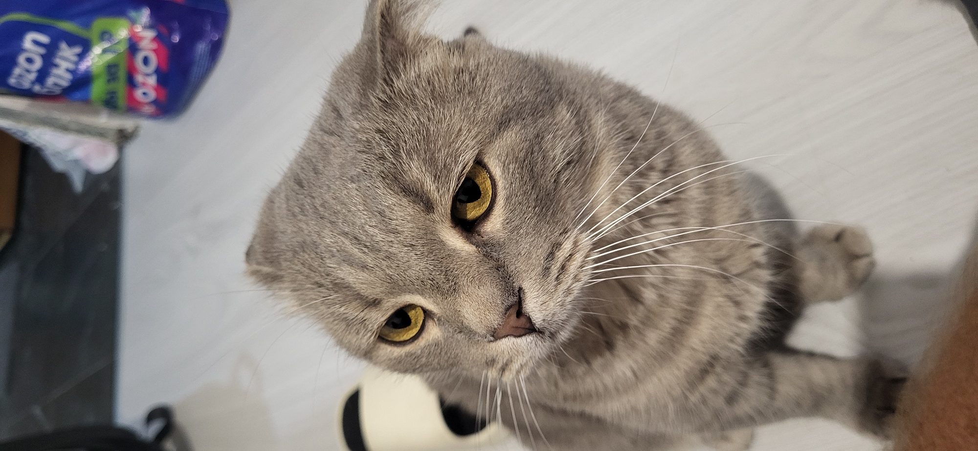 A grey tabby cat with yellow eyes and folded ears is looking up and to the left. The cat's fur has distinct tabby markings. Its whiskers are long and white. The cat is sitting on a light-colored wooden floor. In the background, there is a blurry blue package with white lettering. To the left of the cat, a black and white slipper is partially visible. The overall environment appears to be indoors, possibly a home. The location is Unknown, Unknown.