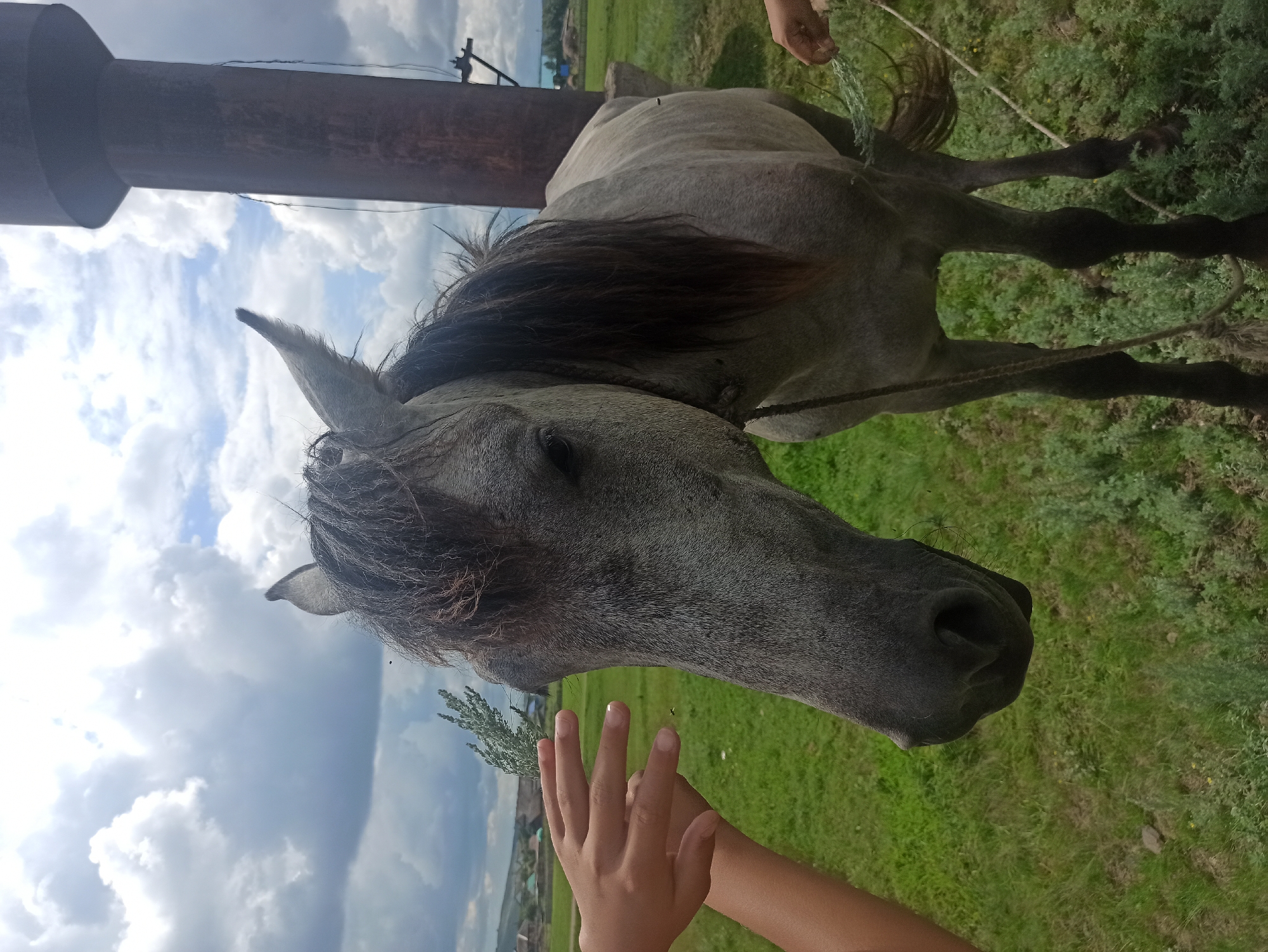 A medium shot captures a light gray horse in a field with a large, dark brown water tower to its right. The horse's head is turned to its left, and its mane is dark brown and somewhat messy. Its eyes are dark. In the foreground, a human hand with fair skin is extended towards the horse's head, holding a sprig of greenery. Another human hand holding a sprig of greenery is visible on the right side of the image, near the horse's hindquarters. The horse is tethered by a rope that runs from its halter to the ground. The field is covered in green grass and scattered low-lying green plants. In the background, there are hints of a rural landscape with some buildings and rolling hills under a cloudy sky. The image was taken outdoors in daylight. The location is identified as Nigamatovo, Russia.