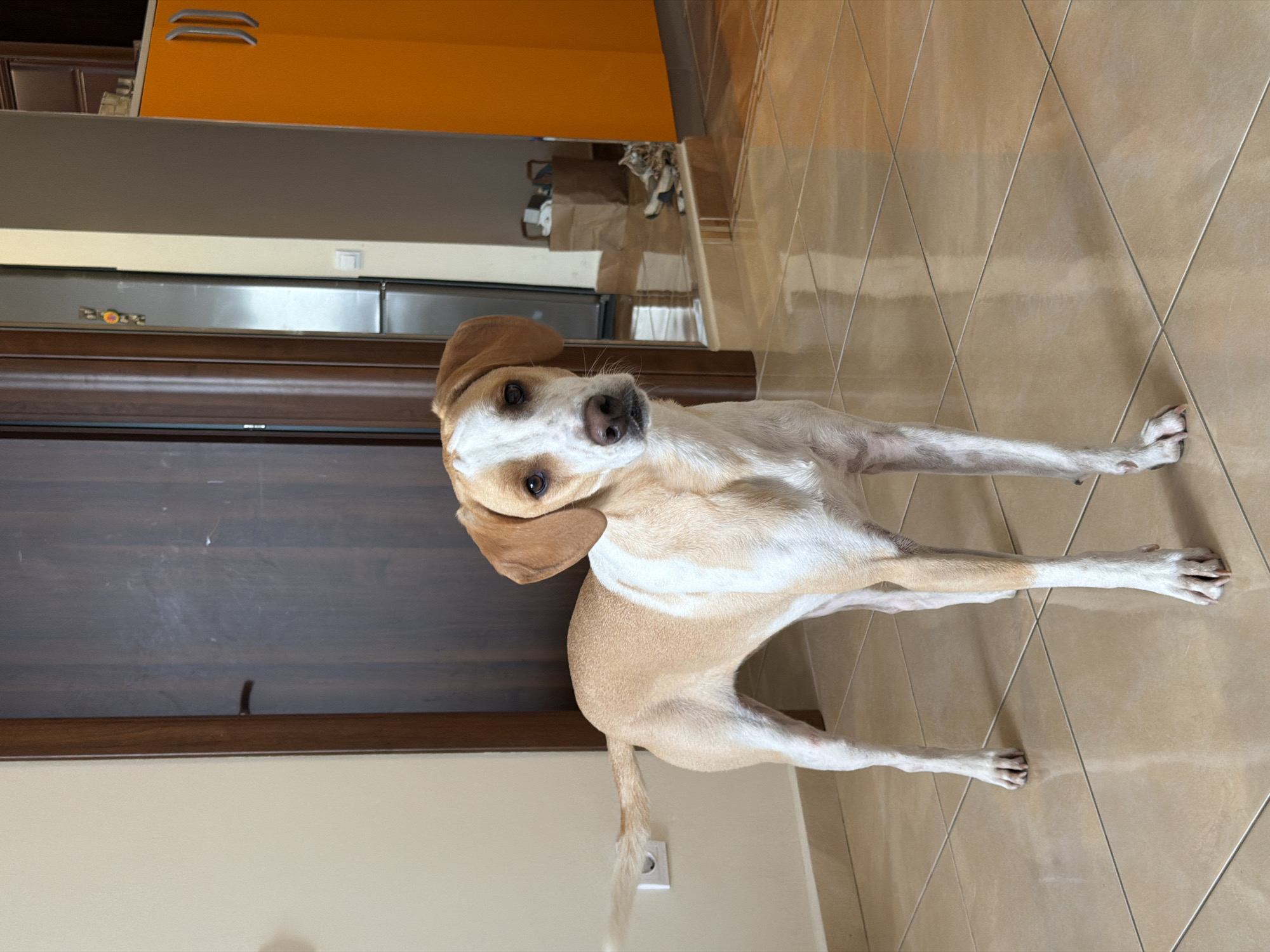 An adult mixed-breed dog with tan and white markings stands on a tiled floor indoors. The dog is facing the camera, with its head turned slightly to its right. The dog has floppy ears and a long, slender tail. The background includes a doorway, a refrigerator, and an orange cabinet. The scene appears to be an interior hallway or room within a residential building. The location is not specified in the image.