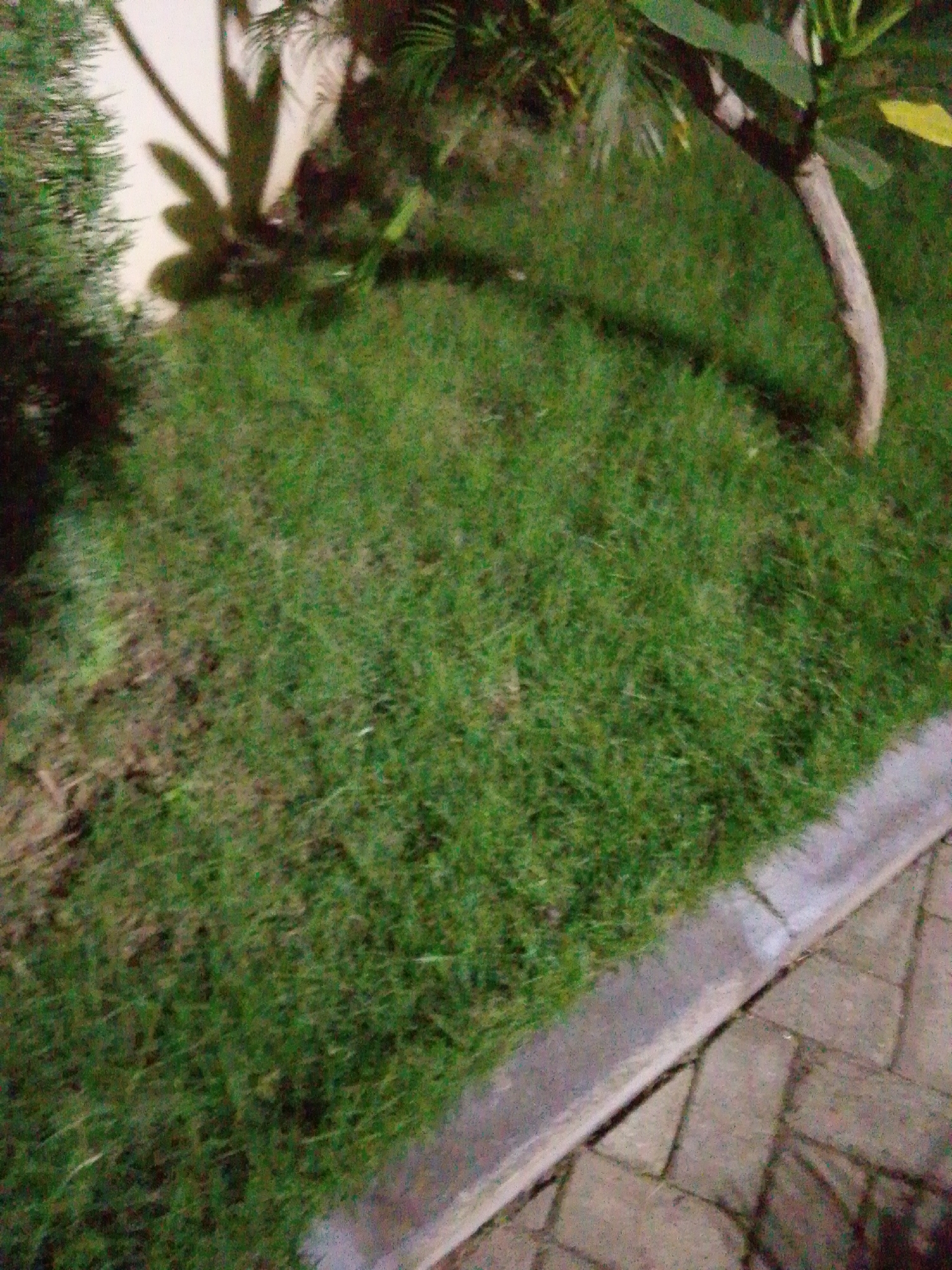 The image depicts a patch of well-maintained green grass adjacent to a paved walkway, with the suggestion of foliage from trees or bushes visible in the background. The lighting suggests it may be dusk or evening. The scene is located in Abuja, Nigeria. There are no people or animals visible in the image. The grass appears healthy and neatly trimmed, contrasting with the textured surface of the paving stones.