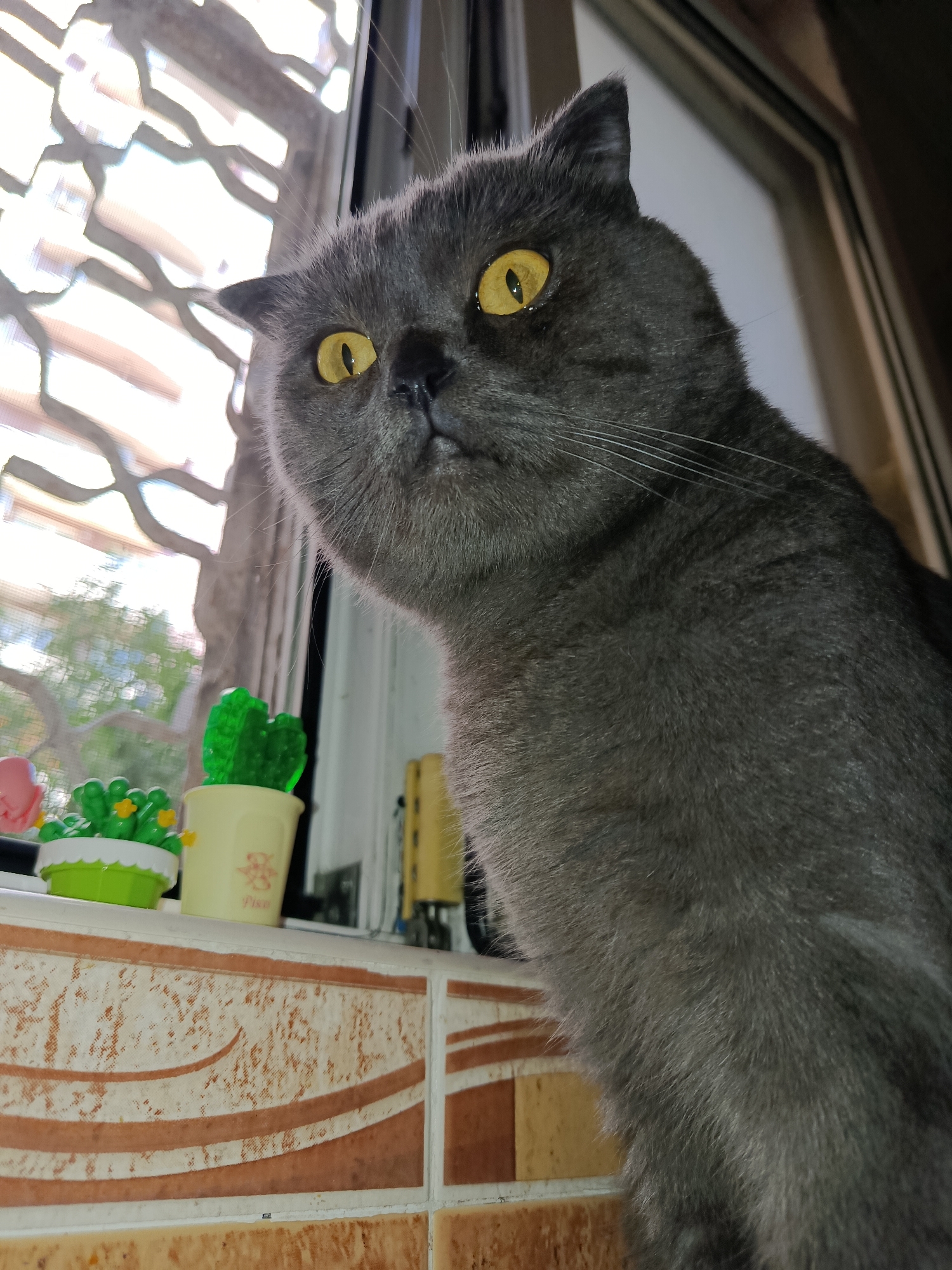 A close-up, eye-level shot focuses on a British Shorthair cat with grey fur and striking yellow eyes. The cat is positioned on a tiled surface, looking slightly upwards and to its left, with its head tilted. In the background, out of focus, is a window with blinds that cast a patterned shadow across the scene. To the cat's left, on the windowsill, are two small, artificial potted plants, one green and cactus-shaped with yellow flowers, and another pink object partially visible. The tiled surface in the foreground has a decorative pattern of curved brown lines on a cream background. The overall environment suggests an indoor setting, likely a home. No specific landmarks or indicators place this scene within the city of Baku, Azerbaijan.