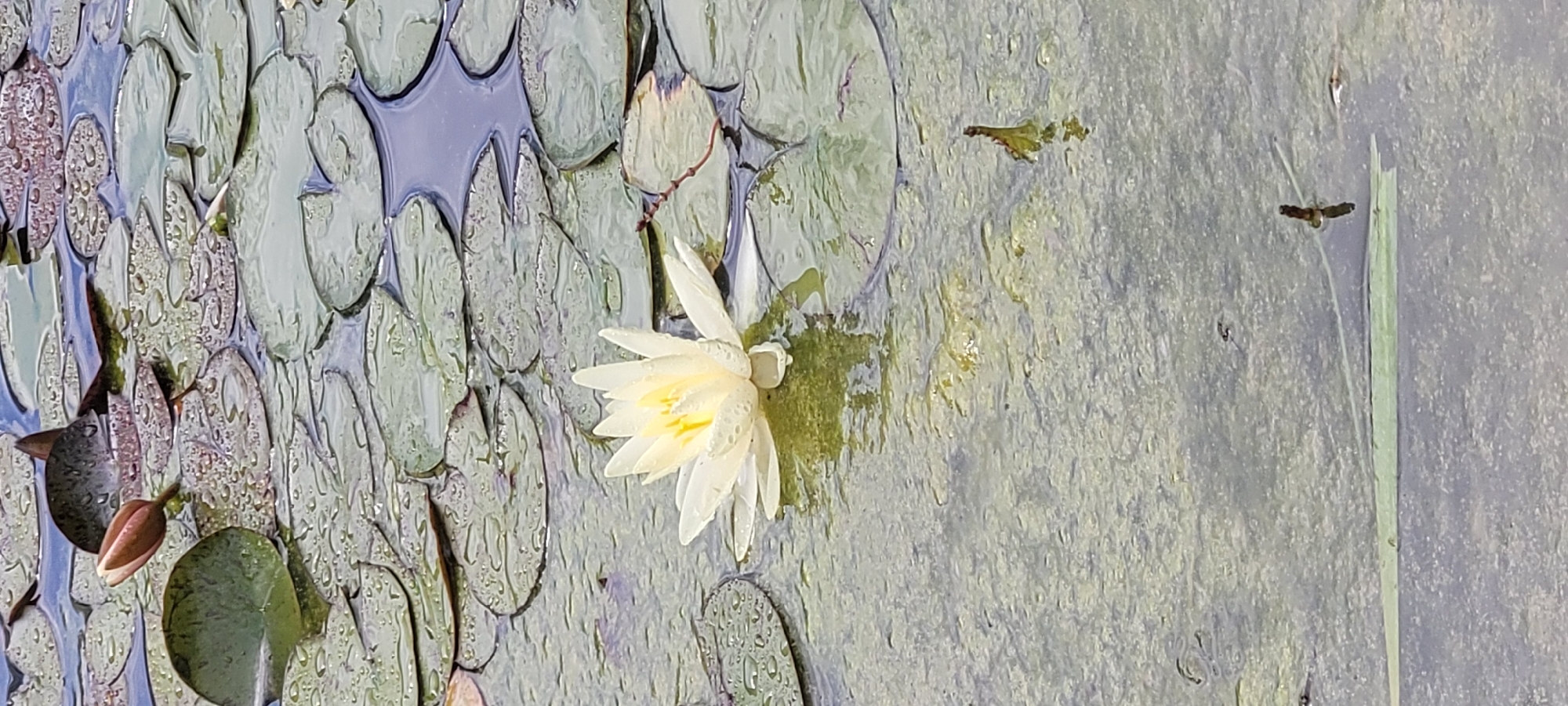 A white water lily floats on a pond filled with lily pads in Sattledt, Austria. The water is murky and appears to have algae growing in it. The lily pads are wet, with small water droplets visible on their surfaces. A closed pink water lily bud is also present in the background.