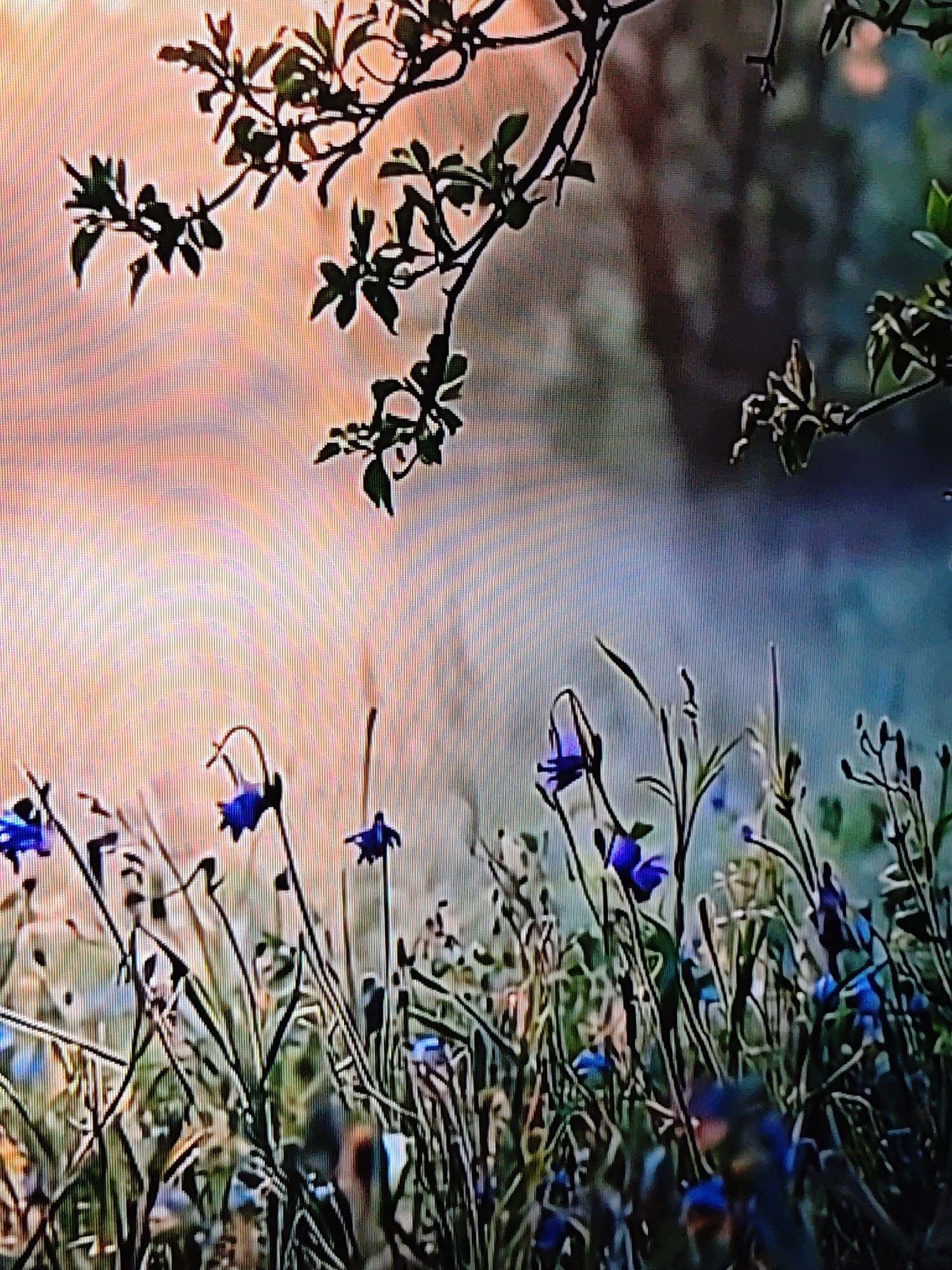 The image depicts a field of blue flowers, possibly harebells, in Боровково, Russia. These are framed by a foreground of long grasses and plant stems. The background consists of a hazy or blurred landscape, featuring soft colors transitioning from a peach or pink hue at the upper left to a cooler blue-green on the right. Branches with small green leaves are silhouetted against the sky and background towards the top of the frame.