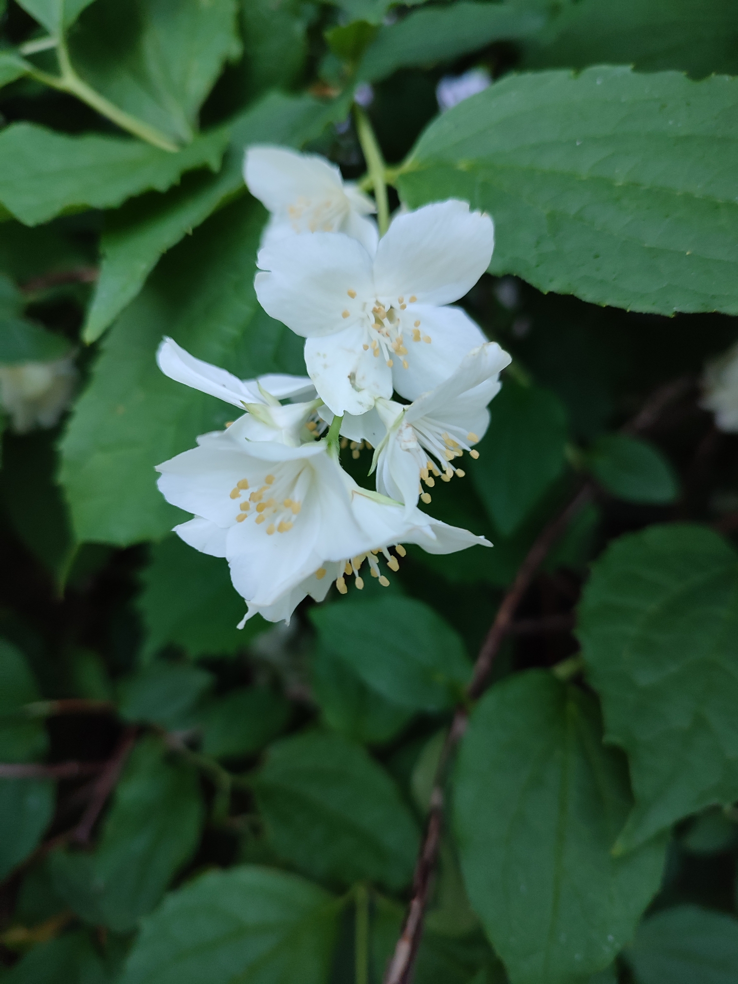 The image shows a close-up of white jasmine flowers and green leaves. The flowers have delicate petals and visible yellow stamens. The leaves are broad and dark green, with some appearing slightly blurred due to the shallow depth of field. The overall impression is of a natural, garden setting. There is no information in the image to suggest a specific location within Vsevolozhsk, Russia. The scene is static, with no people or actions depicted.