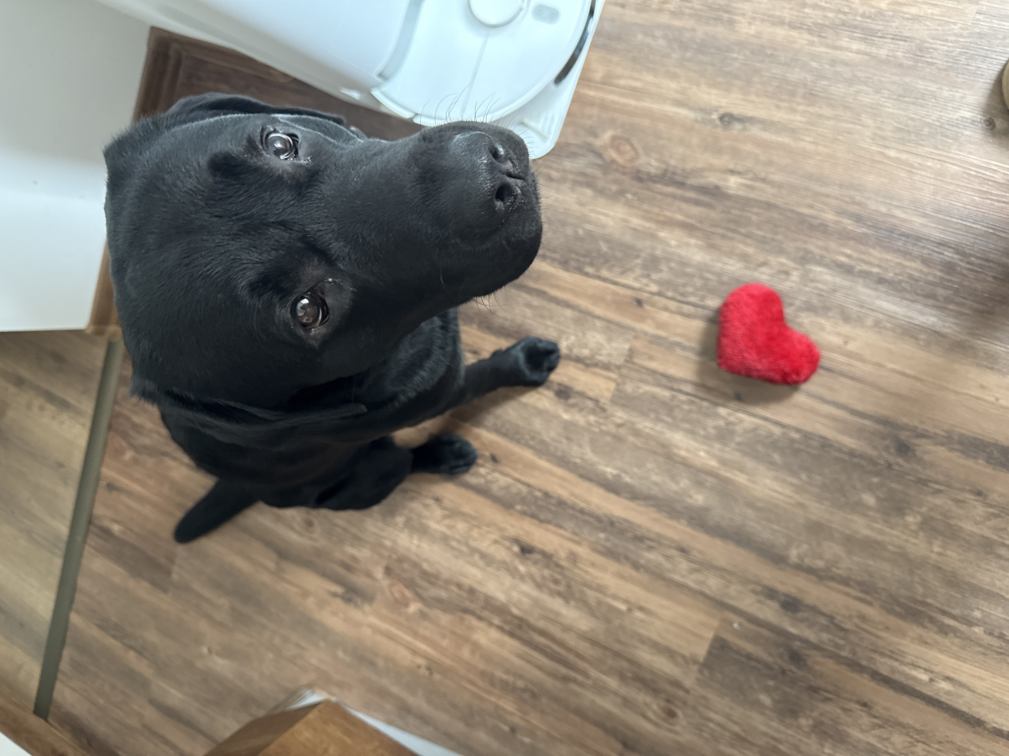 A black dog sits on a hardwood floor, looking up at the camera. To the right of the dog is a small, red, heart-shaped object. A white object is partially visible in the upper left corner. The scene's location is Unknown, Unknown.