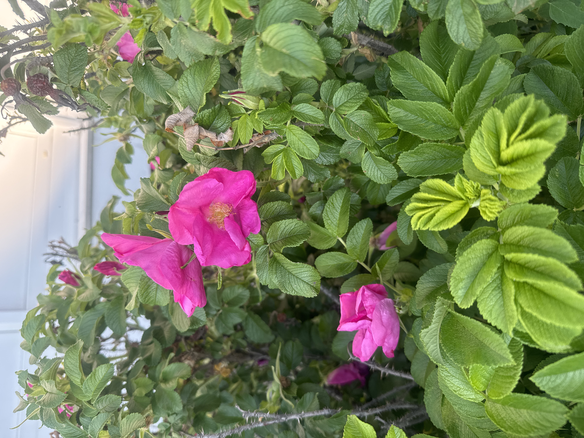 This is a close-up, eye-level, outdoor photograph of a cluster of bright pink rosehip flowers with lush green foliage. The flowers are the focal point, with some fully bloomed and others in bud. The leaves are varied in size and shade of green, with some showing a slight yellowing or browning, suggesting the end of a growing season. Thorny stems are visible on the left side of the image. In the background, a white structure, likely part of a building, is partially visible, and some dried rosehip fruits can be seen amongst the leaves. The lighting suggests it is daytime, possibly late afternoon given the soft illumination. The scene is devoid of any people or animals, and there are no identifiable landmarks specific to Markova, Russia. The overall impression is of a natural, overgrown garden setting.