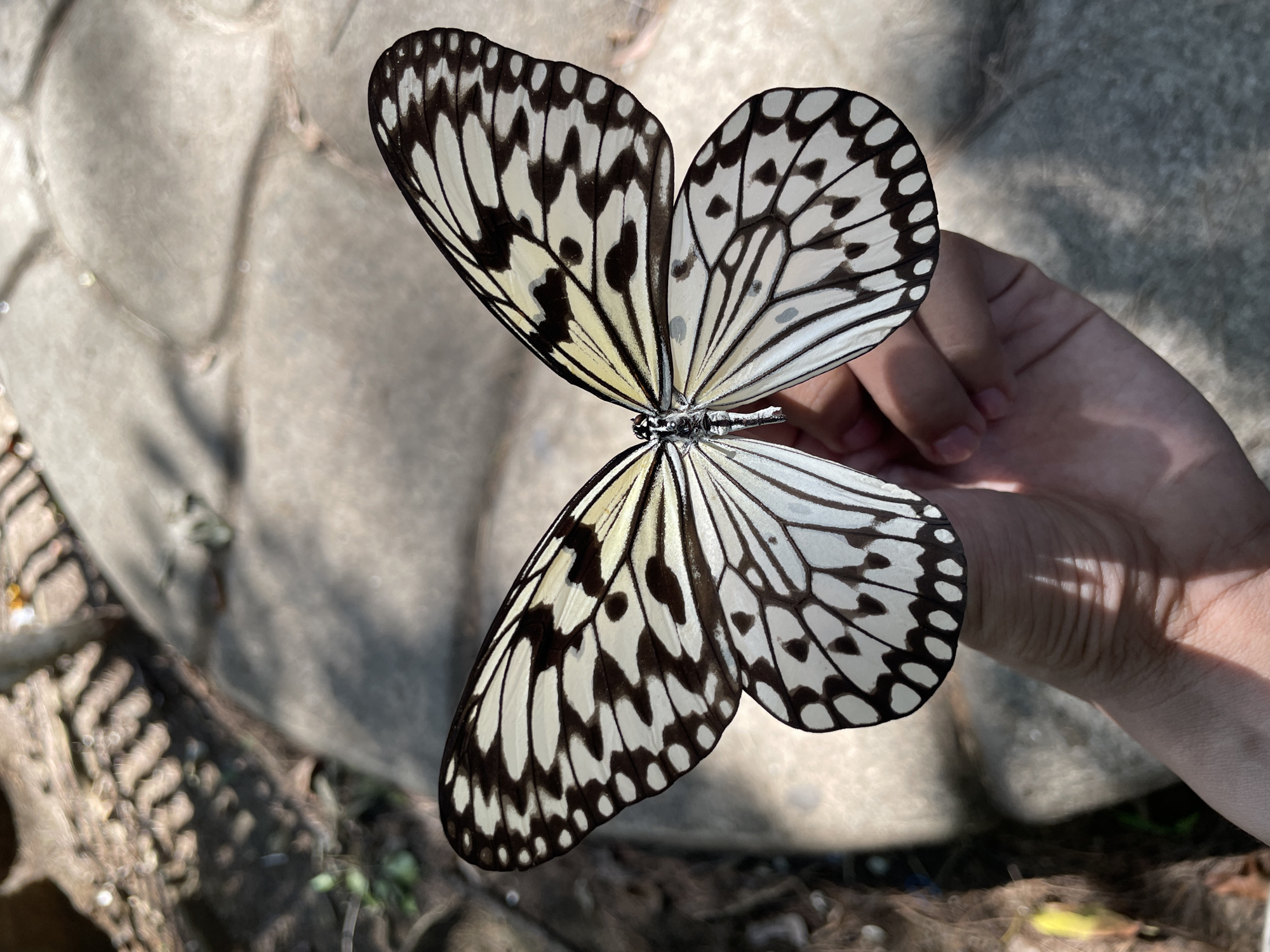 A person's hand is holding a large butterfly with black and white patterned wings. The butterfly's wings are spread open, revealing intricate markings. The background consists of textured stone paving and some foliage, suggesting an outdoor setting. The lighting indicates it is daytime, with shadows cast on the ground. This scene is likely taking place in a park or garden within Davao City, Philippines.