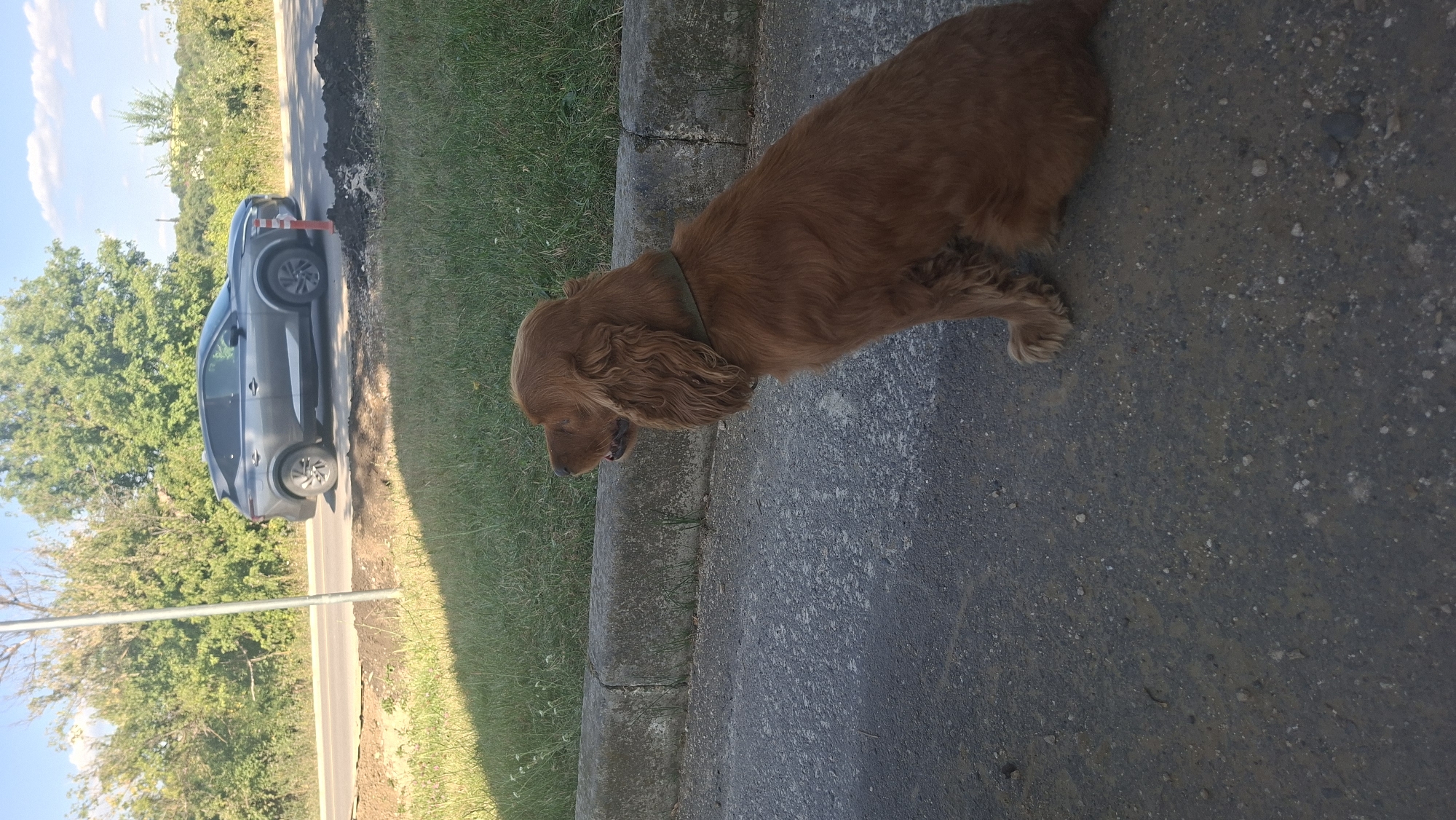 In Hîncești, Moldova, an orange-brown cocker spaniel sits on an asphalt surface next to a concrete curb. The dog is facing to the left, with its mouth slightly open. Behind the dog, a road is visible with a gray SUV driving on it. Trees and green grass line the side of the road. The sky is blue with scattered clouds.