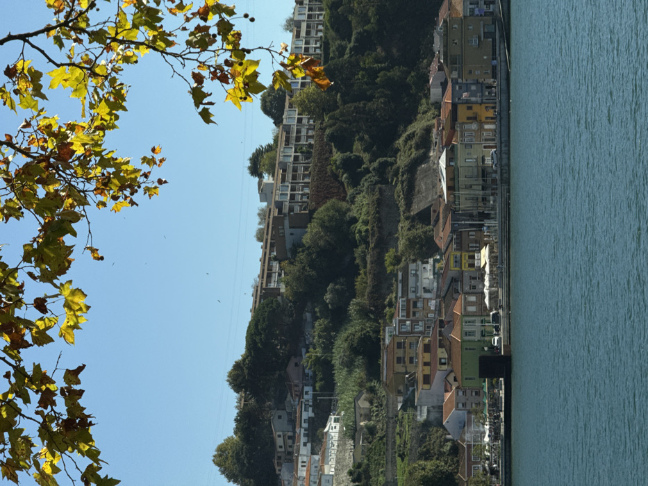 The image displays a panoramic view of the Douro River and its northern bank, located within the city of Lordelo do Ouro e Massarelos, Portugal. The upper portion of the frame is bordered by branches adorned with yellow-green autumn leaves. Beneath a clear blue sky, several small, dark avian silhouettes are visible. The lower third of the image is occupied by a wide expanse of turquoise-blue water, showing subtle surface ripples.
Along the immediate riverfront, a dense line of colorful, multi-story buildings, painted in shades of green, yellow, orange, and grey, stands next to a promenade. This promenade features multiple white outdoor umbrellas shading tables and chairs, indicative of commercial establishments. Several vehicles are parked, and indistinct human figures are present on the promenade. Behind these riverfront structures, a steep, extensively vegetated hillside rises. This hillside is characterized by terraced construction, supporting a mix of traditional residential buildings with tiled roofs at lower elevations and modern, multi-story apartment complexes with numerous balconies situated higher up the slope.