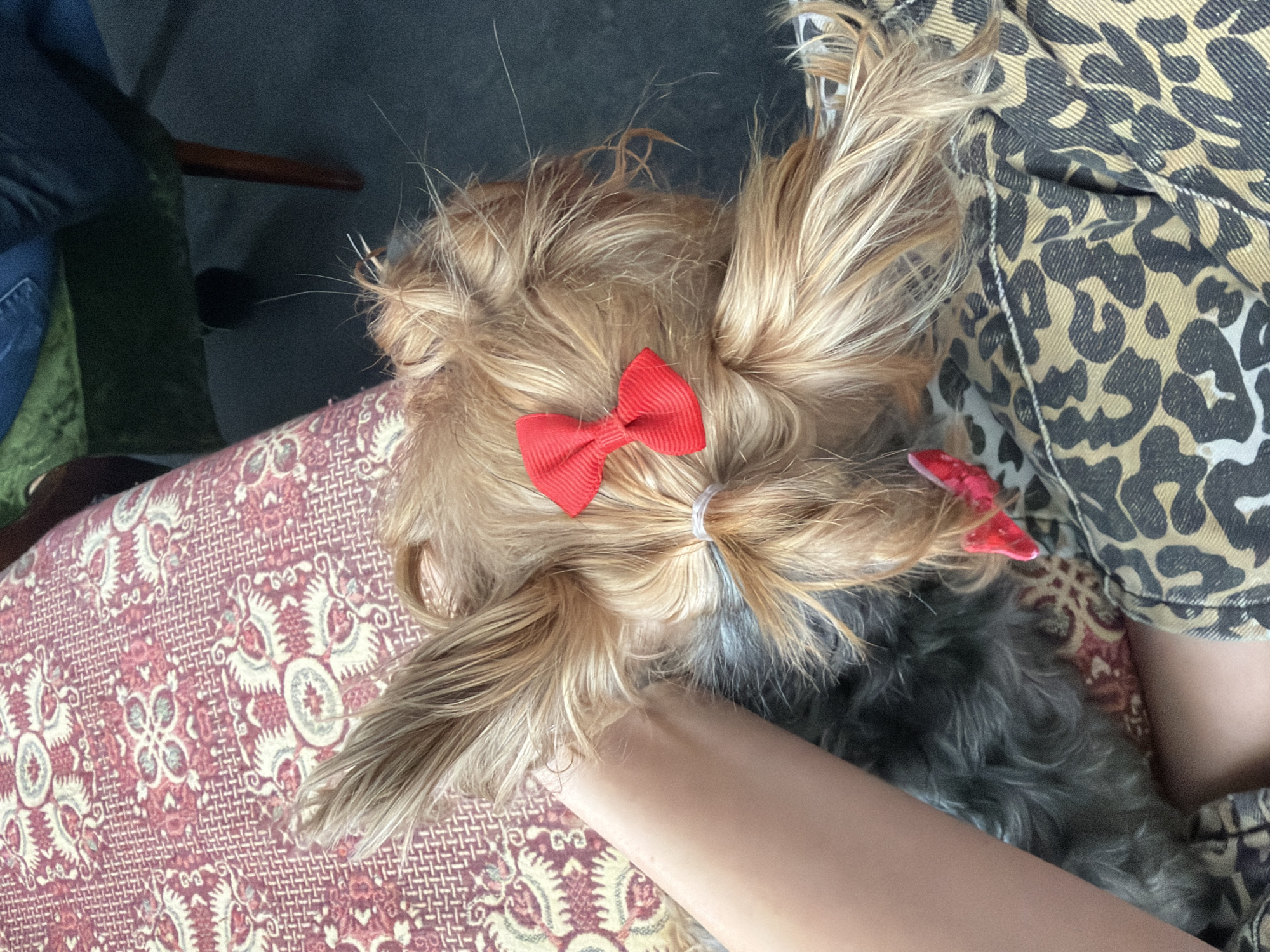 A close-up, top-down shot shows a small dog lying on a person's lap. The dog has long, light brown and gray fur, and its hair is styled with a red bow. The person's hand is visible, resting on the dog. The person is wearing a leopard-print garment. The dog rests on a patterned cushion. The location is not identifiable as Sofia, Bulgaria based on the provided image.